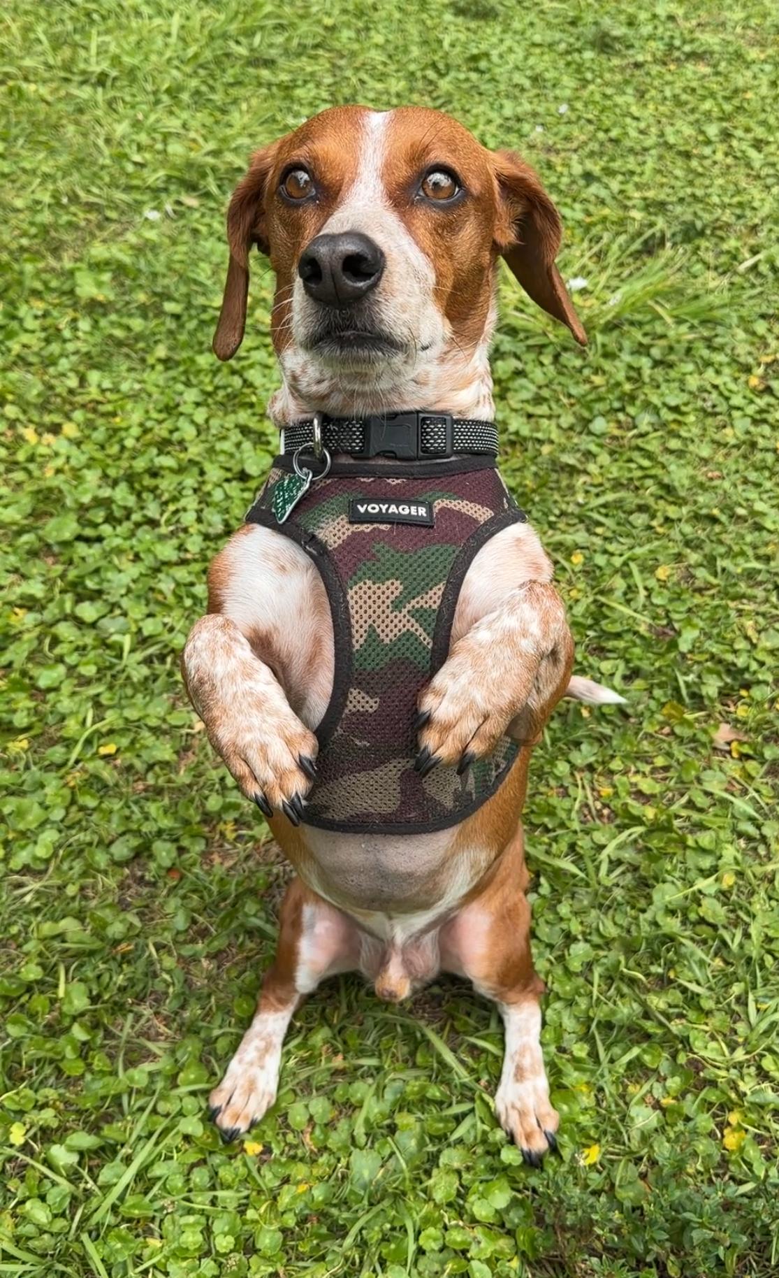Enlarge Chippy 5210, a ADOPTABLE mixed breed in Boca Raton, FL image 2/3