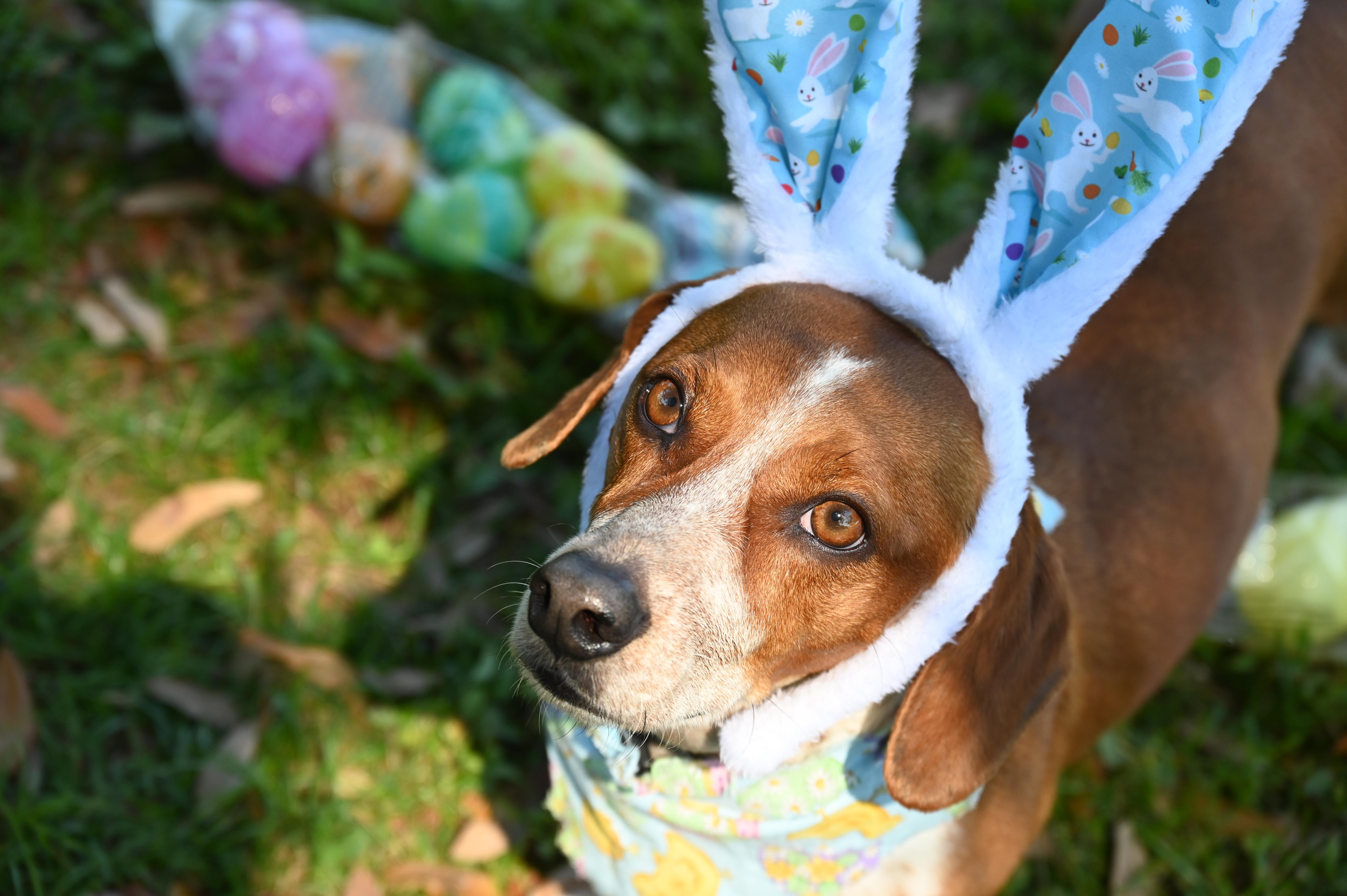 Enlarge Chippy 5210, a ADOPTABLE mixed breed in Boca Raton, FL image 2/5