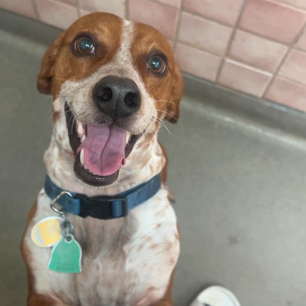 Enlarge Chippy 5210, a ADOPTABLE mixed breed in Boca Raton, FL image 3/3