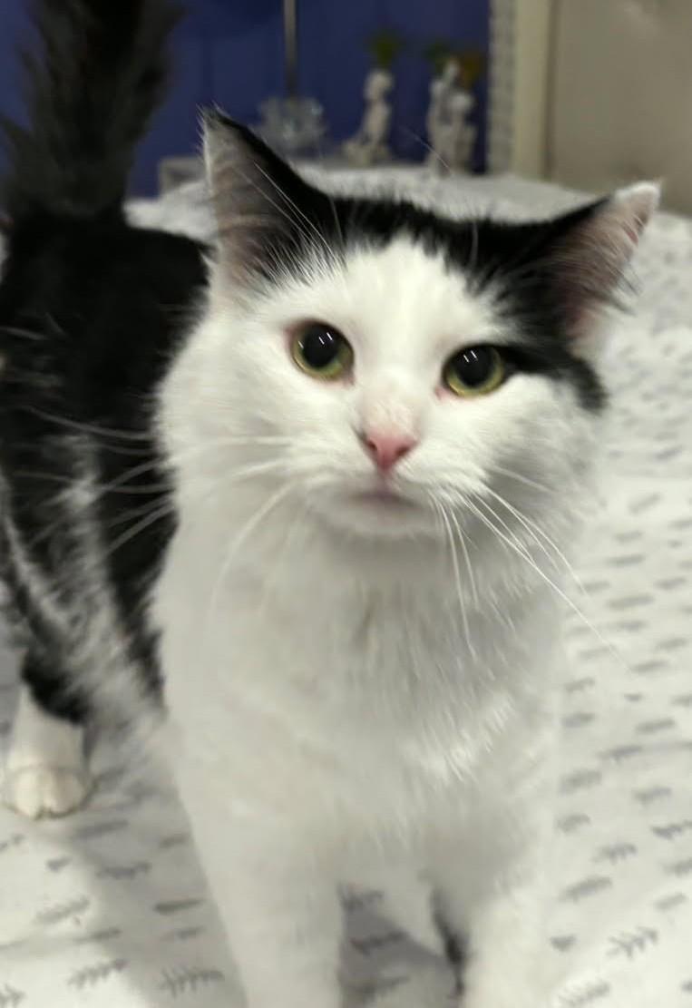 Lap cats are the best and we have 3 young lap cats!, Adoptable, Young Male Domestic Short Hair.