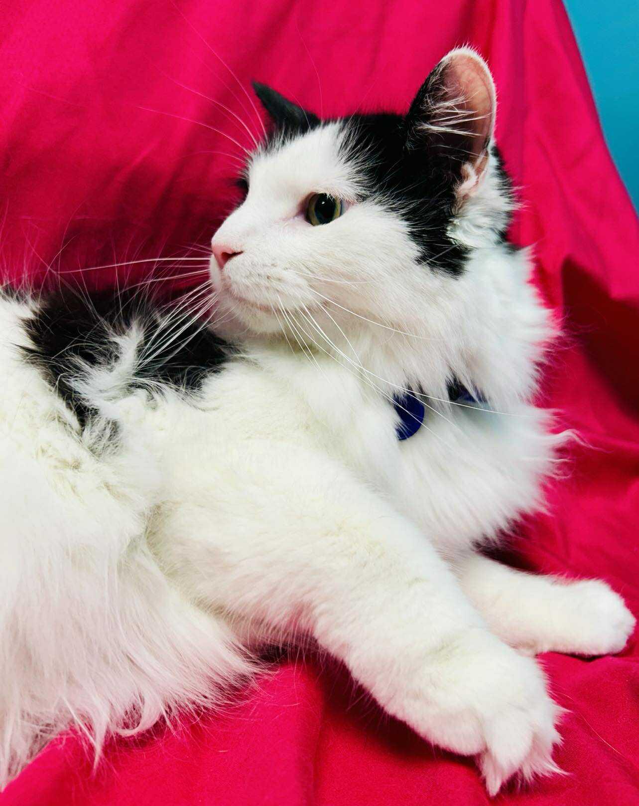 Enlarge Acacia , an adopted Domestic Long Hair in Alexandria, MN image 2/2