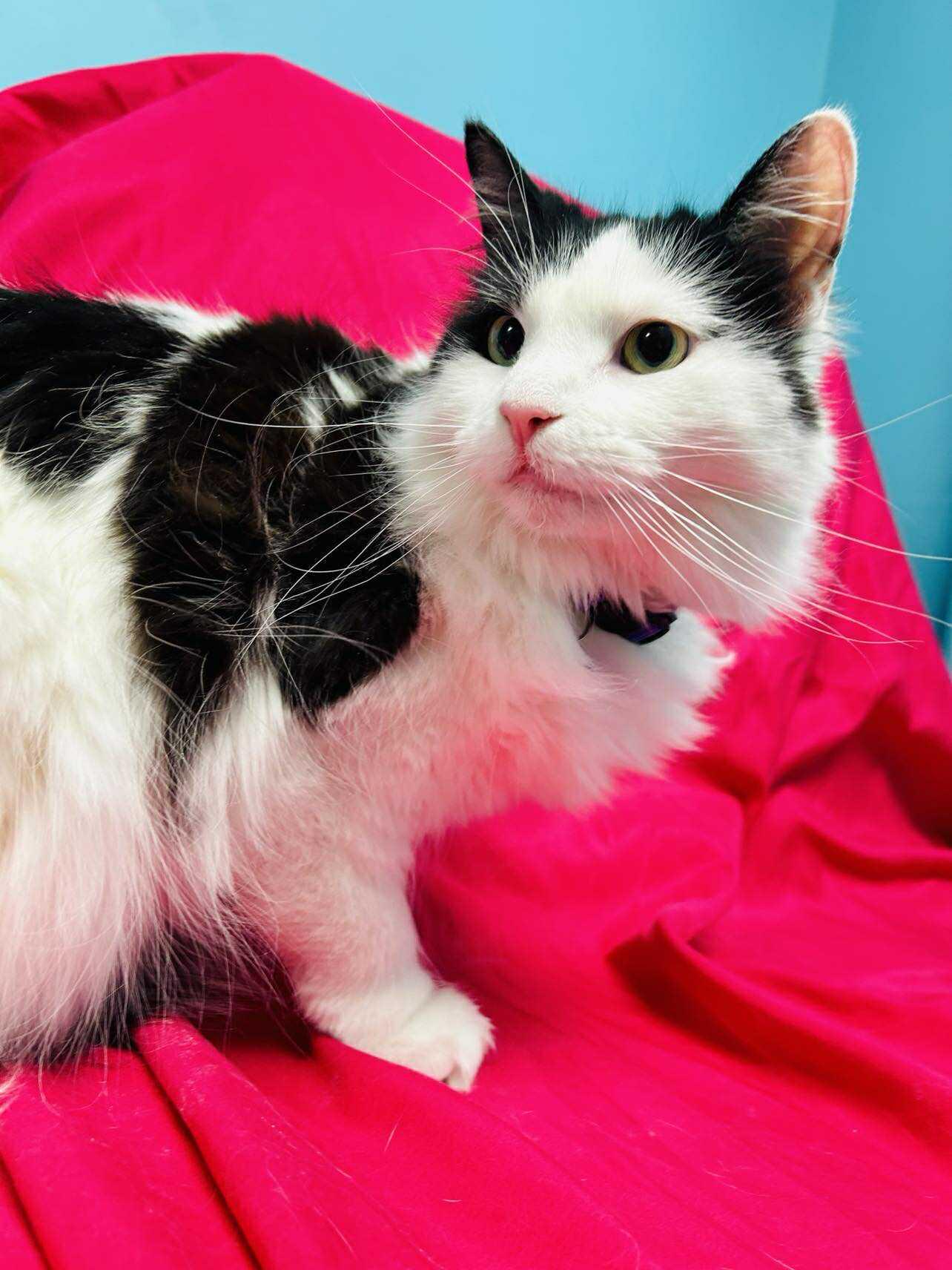 Acacia , adopted, Young Female Domestic Long Hair.