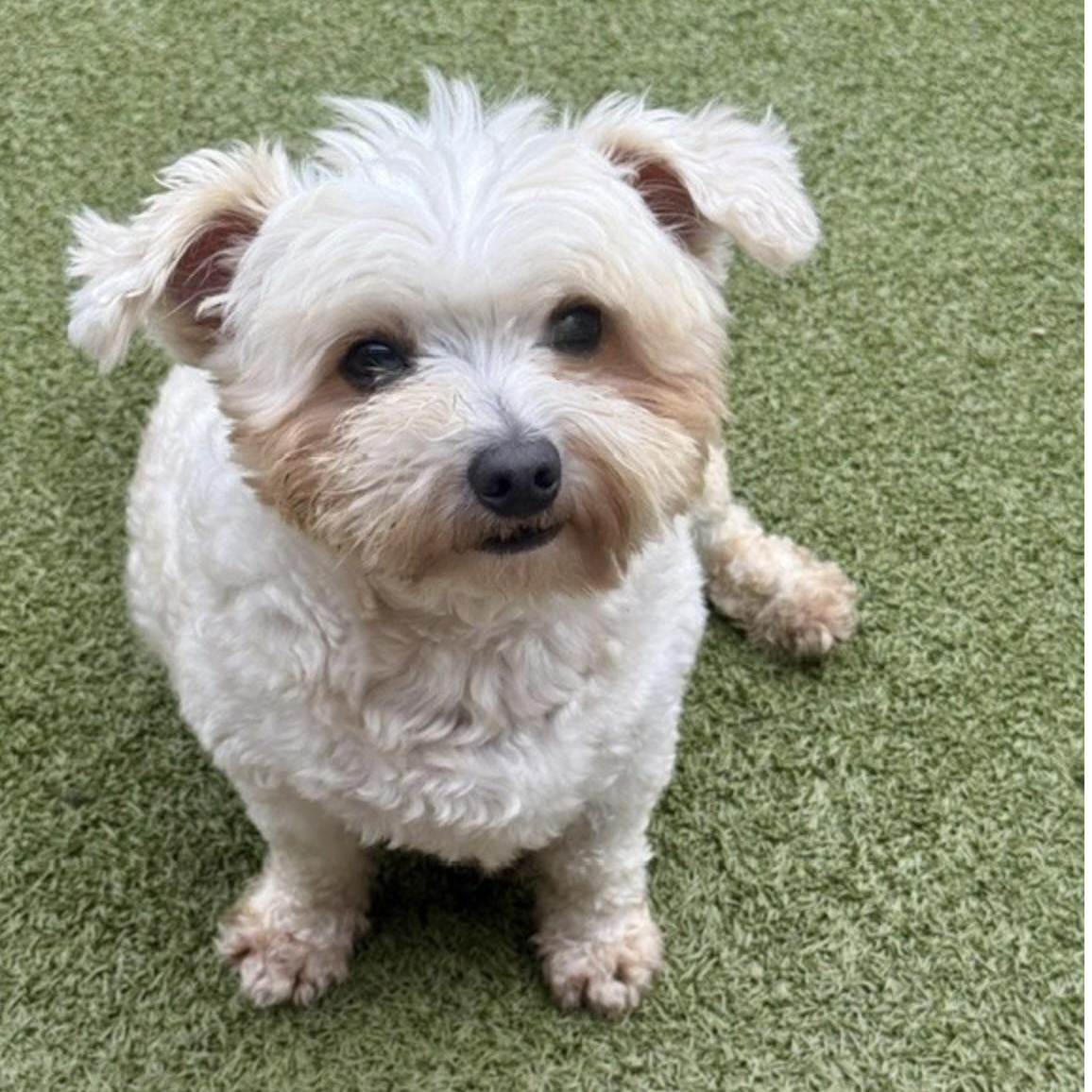 TEDDY, Adoptable, Young Male Miniature Poodle & Chihuahua.