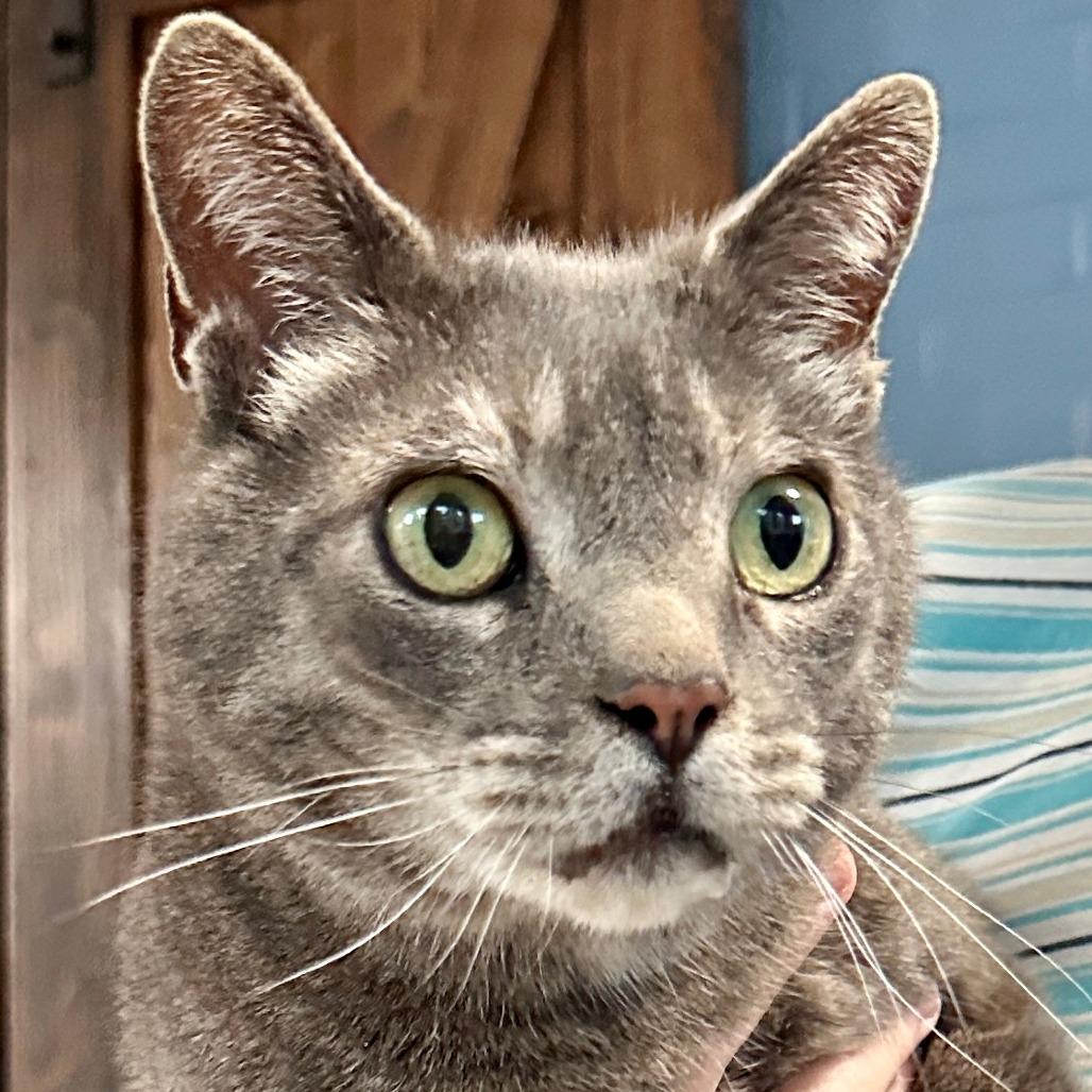 Theodore, Adoptable, Adult Male Domestic Short Hair.