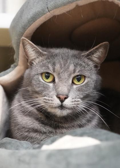 Strawberry 35312, Adoptable, Adult Female Domestic Short Hair & Domestic Short Hair.