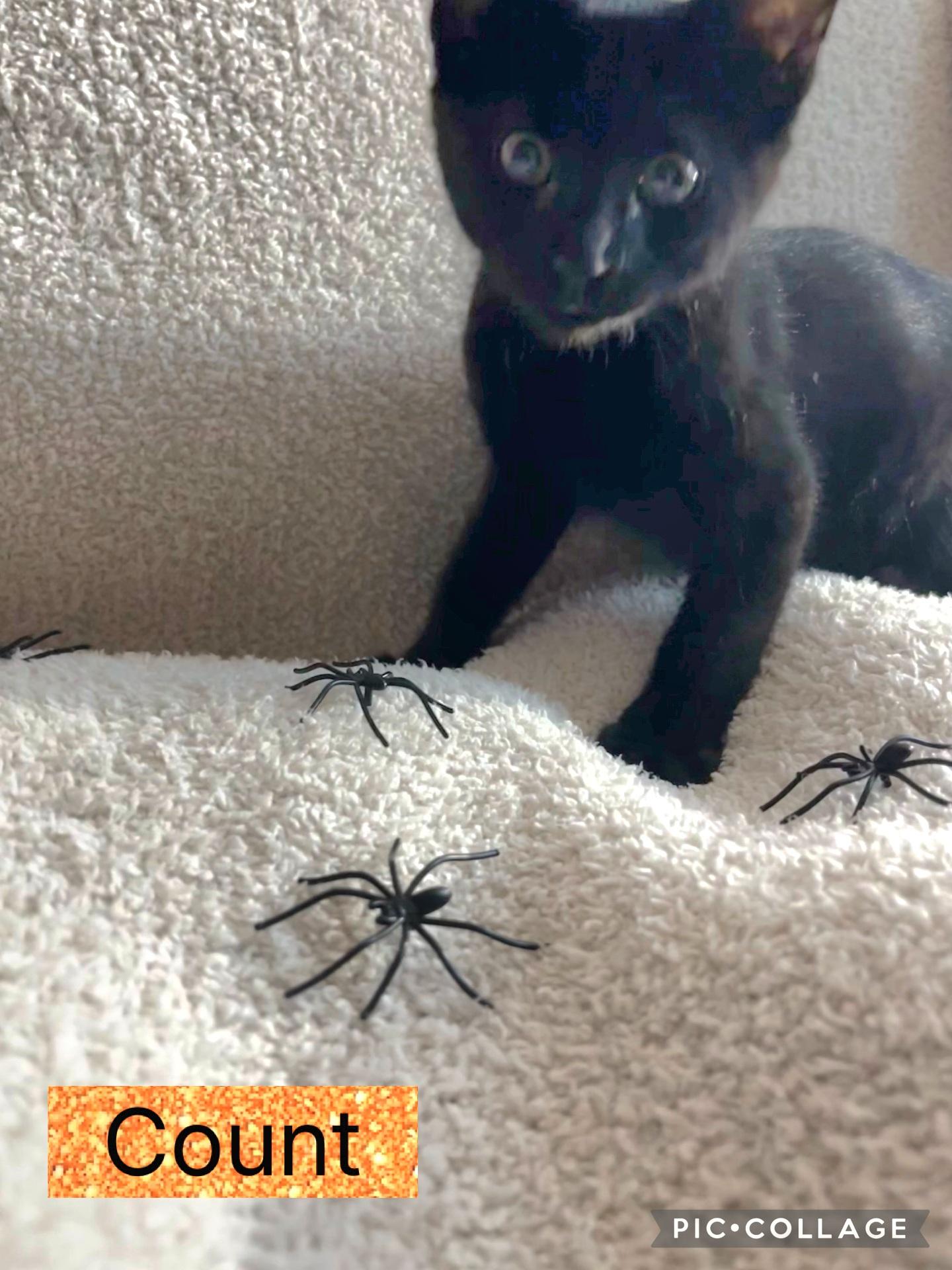 Count, Adoptable, Kitten Male Domestic Short Hair.