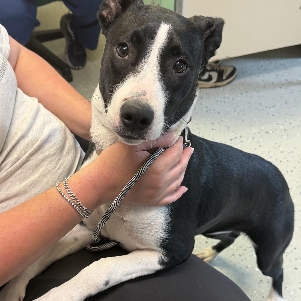 Sweet Pea, Adoptable, Young Female Terrier & Border Collie.