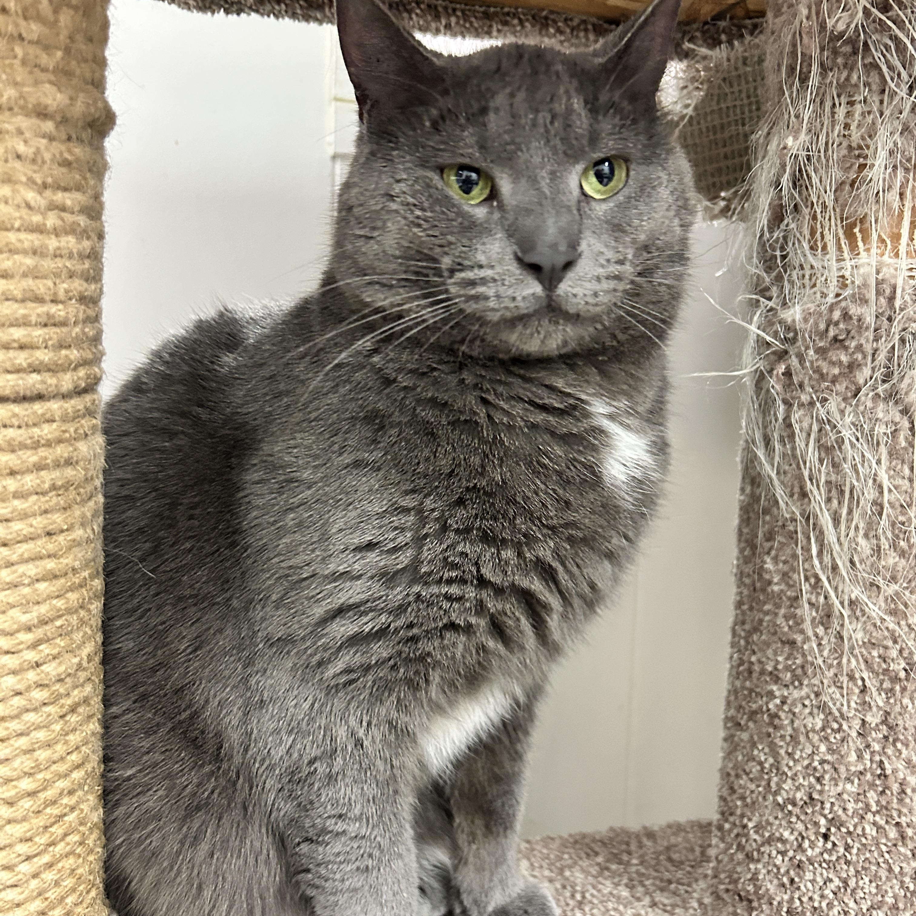 Enlarge Guerrero Jr  , a ADOPTABLE Domestic Short Hair in Maple Ridge, BC image 1/5