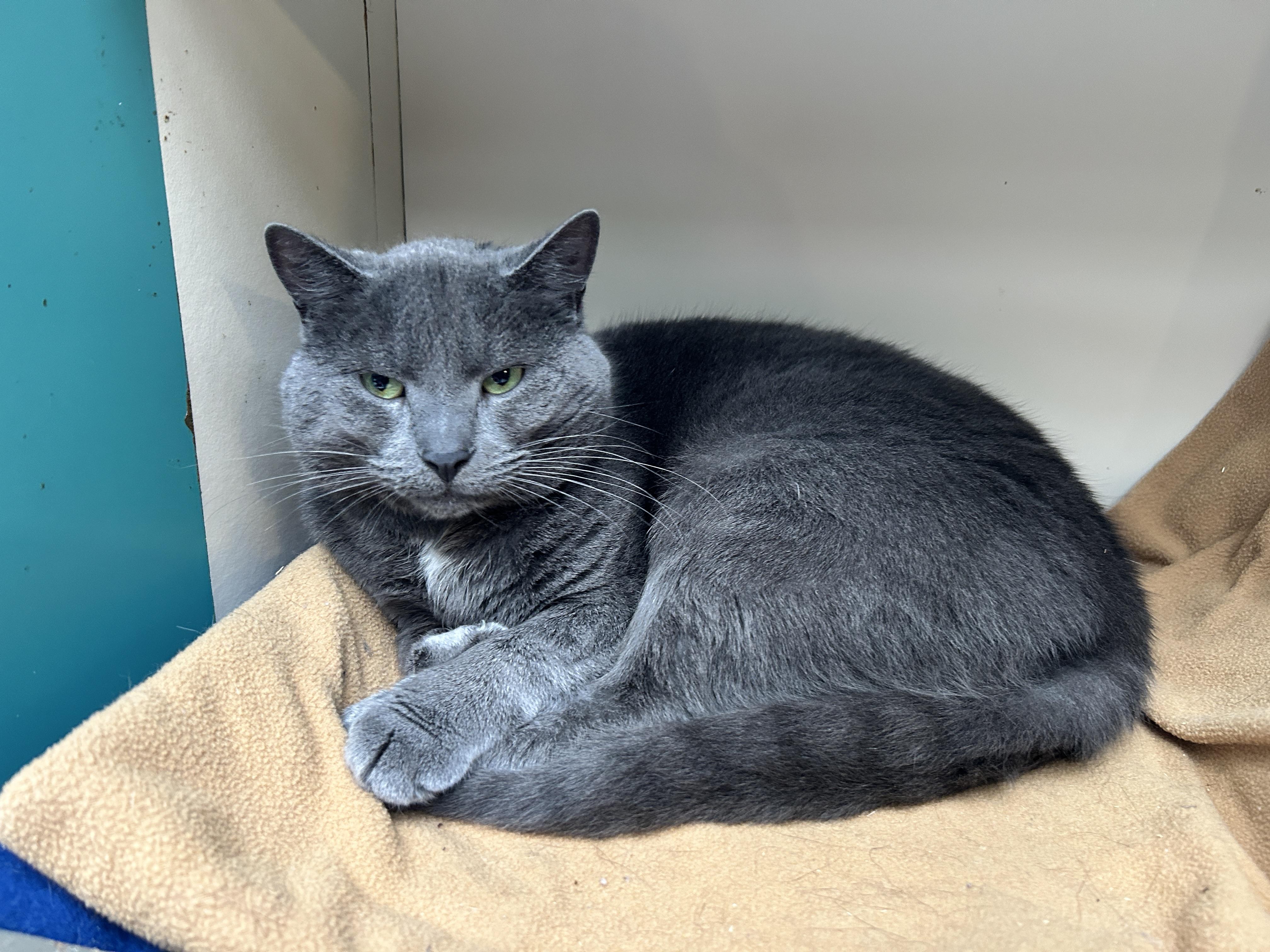 Enlarge Guerrero Jr  , a ADOPTABLE Domestic Short Hair in Maple Ridge, BC image 5/5