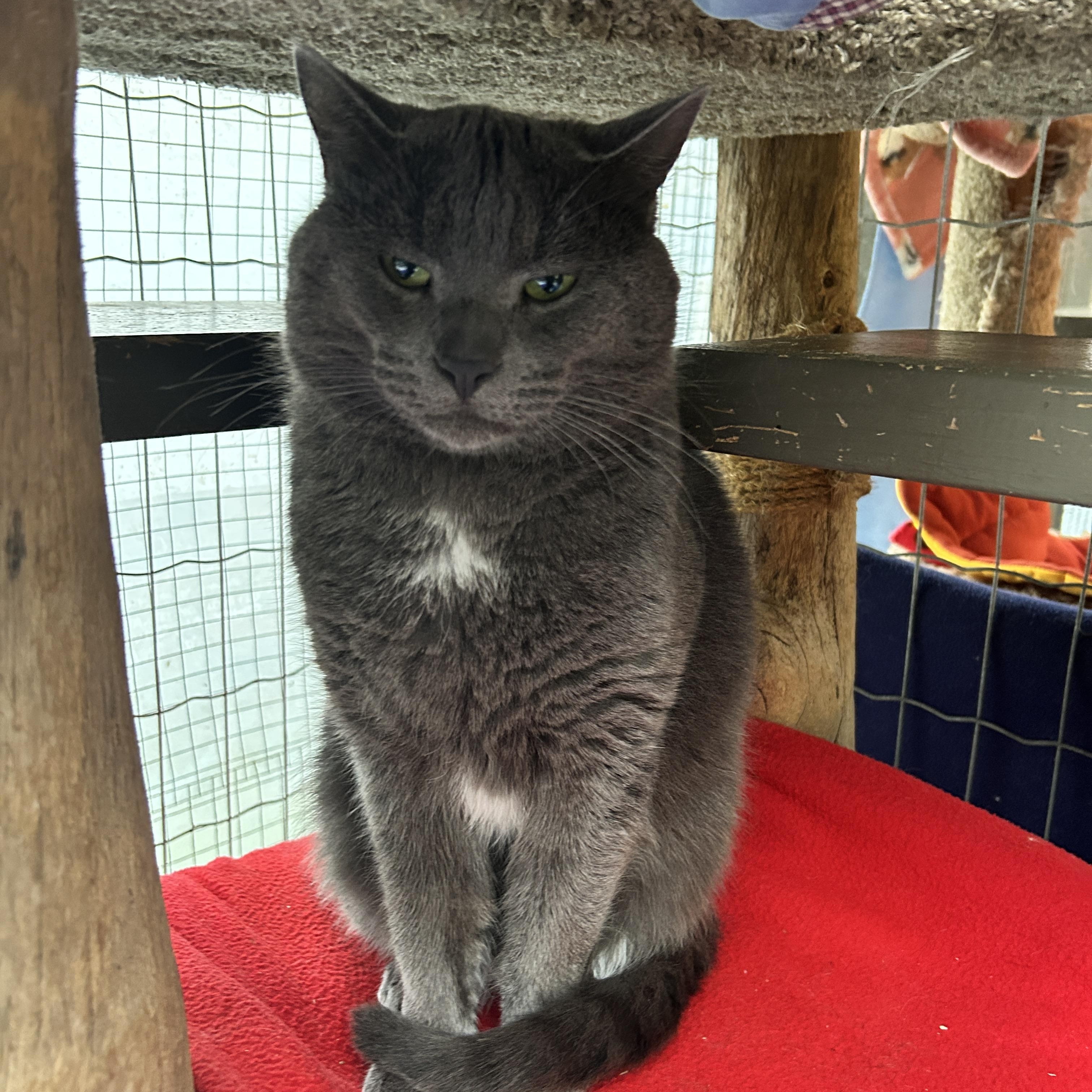 Enlarge Guerrero Jr  , a ADOPTABLE Domestic Short Hair in Maple Ridge, BC image 4/5