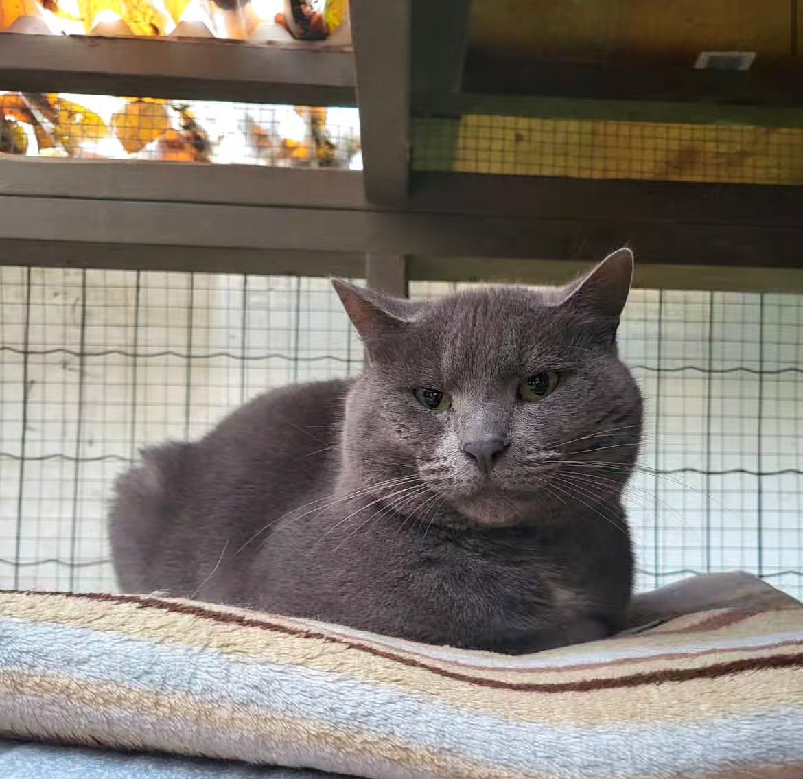 Enlarge Guerrero Jr  , a ADOPTABLE Domestic Short Hair in Maple Ridge, BC image 3/5