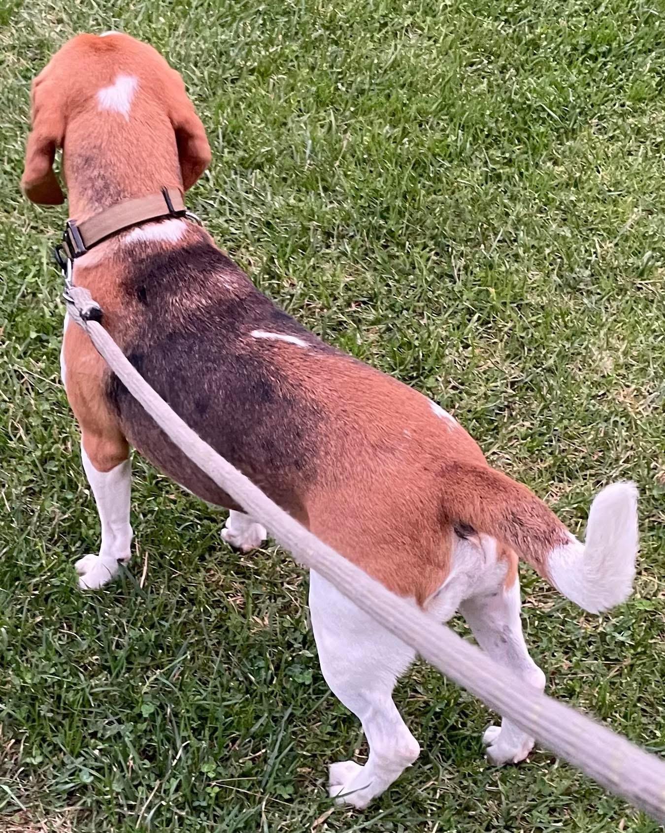 Enlarge Boots, a ADOPTABLE Beagle in San Ysidro, CA image 6/6