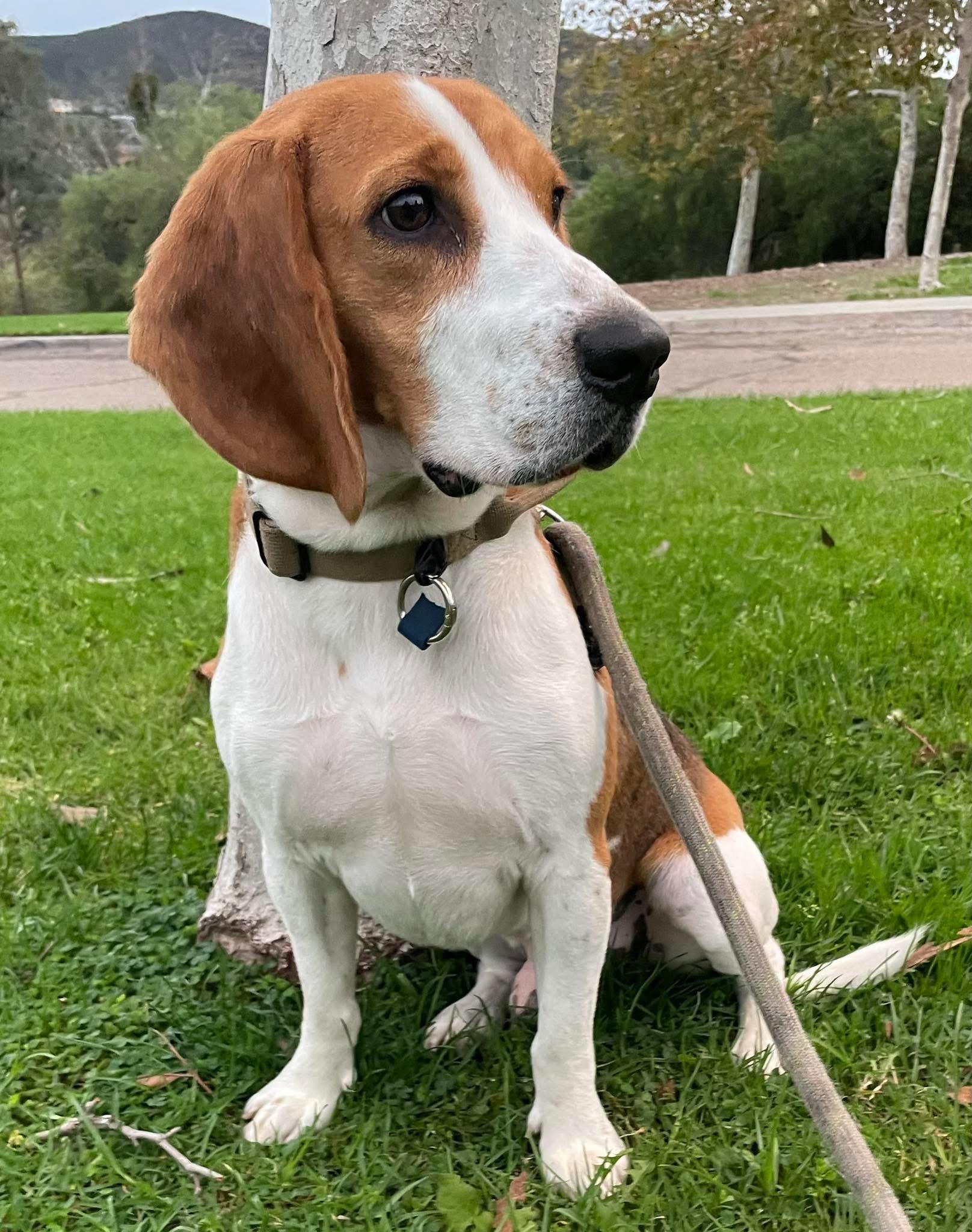 Boots, ADOPTABLE, Young Male Beagle.