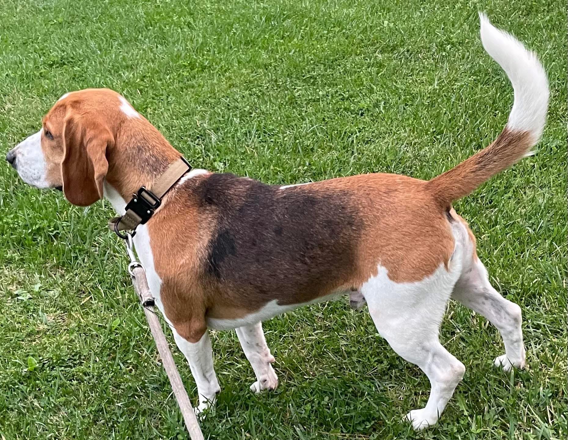 Enlarge Boots, a ADOPTABLE Beagle in San Ysidro, CA image 5/6