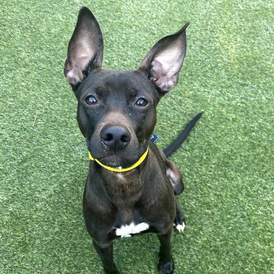 Techno, Adoptable, Adult Male Mixed Breed.