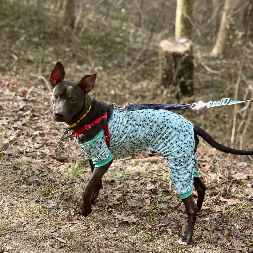 Enlarge Techno, a Adoptable Mixed Breed in Asheville, NC image 2/6