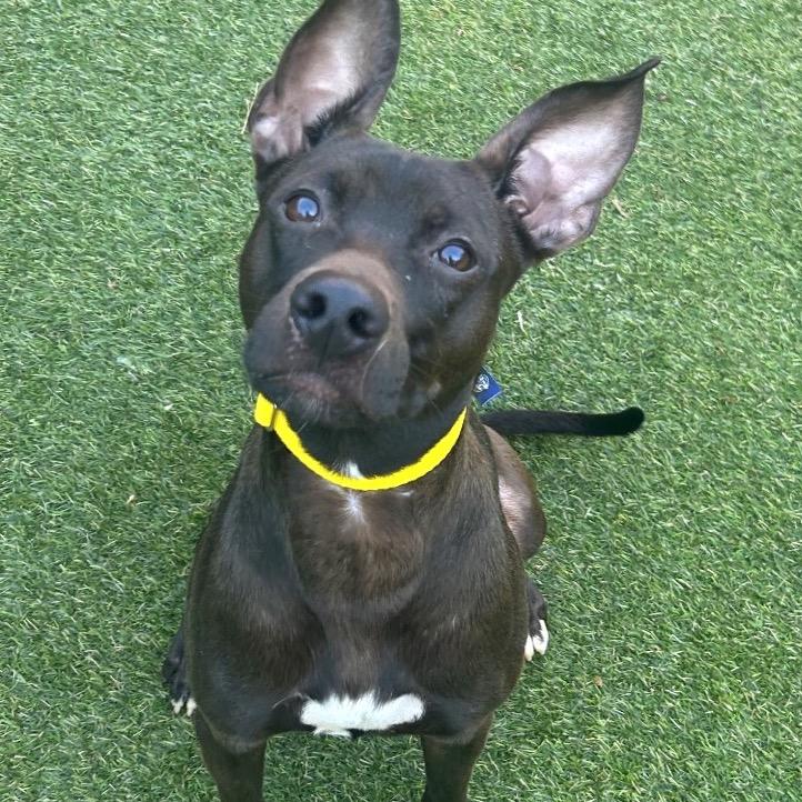 Enlarge Techno, a Adoptable Mixed Breed in Asheville, NC image 3/6