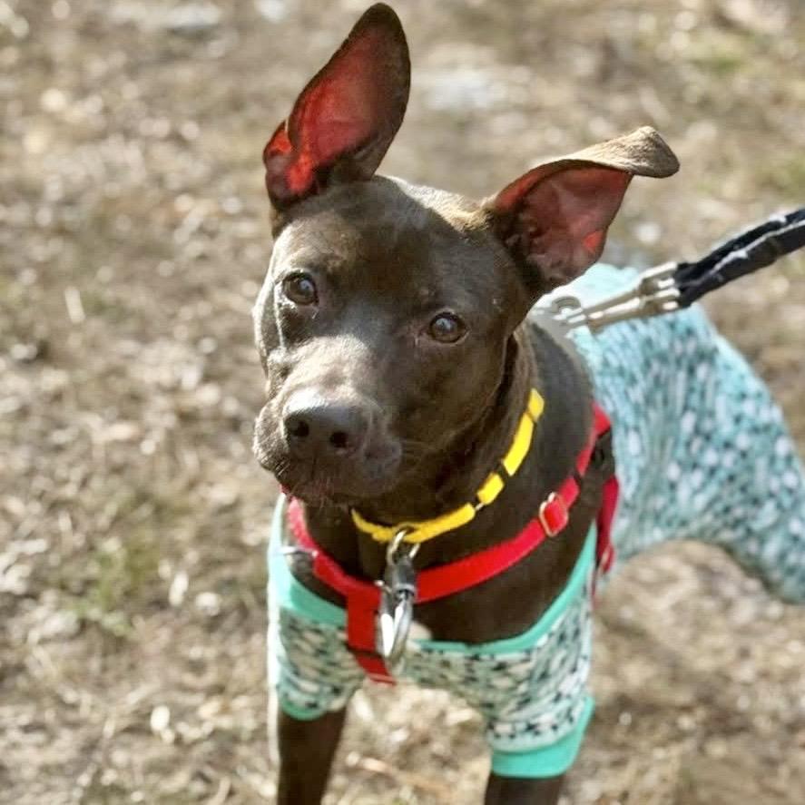 Enlarge Techno, a Adoptable Mixed Breed in Asheville, NC image 4/6