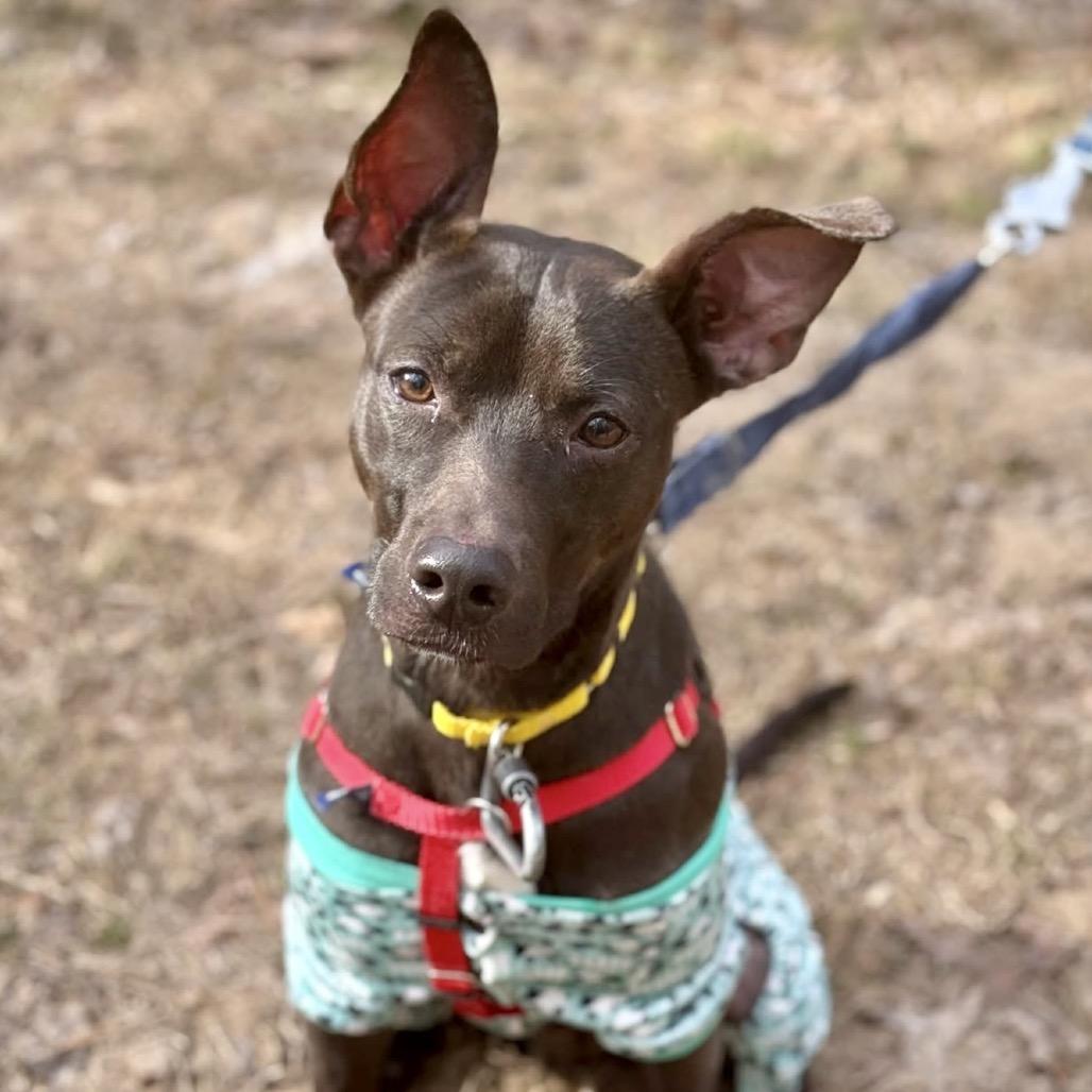 Enlarge Techno, a Adoptable Mixed Breed in Asheville, NC image 5/6