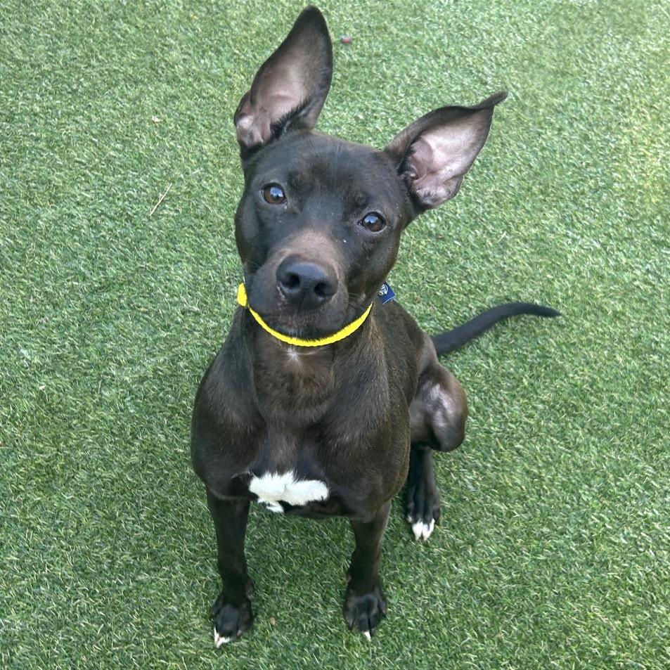 Enlarge Techno, a Adoptable Mixed Breed in Asheville, NC image 6/6