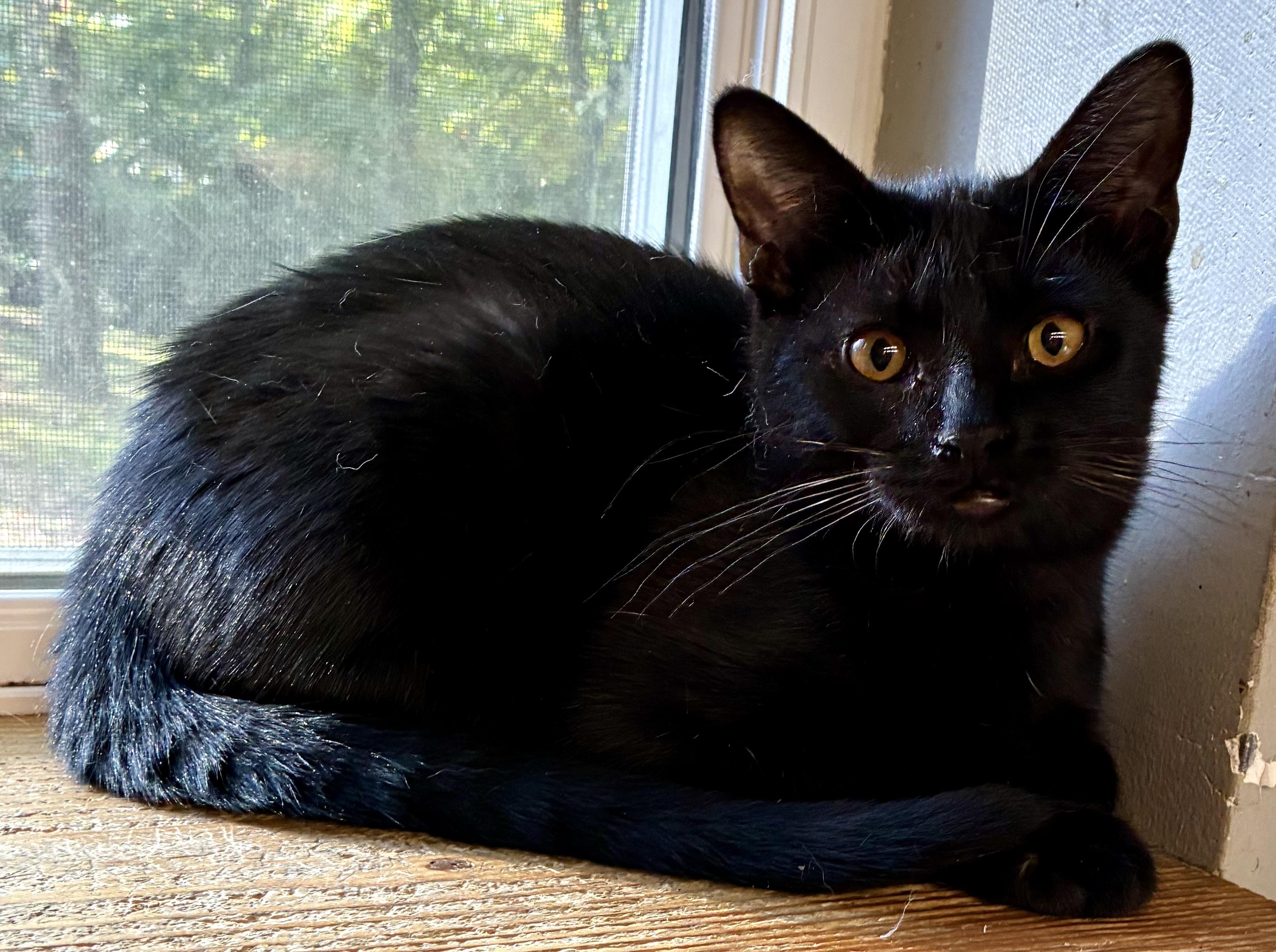 SNUGGLES, Adoptable, Young Female Domestic Short Hair.