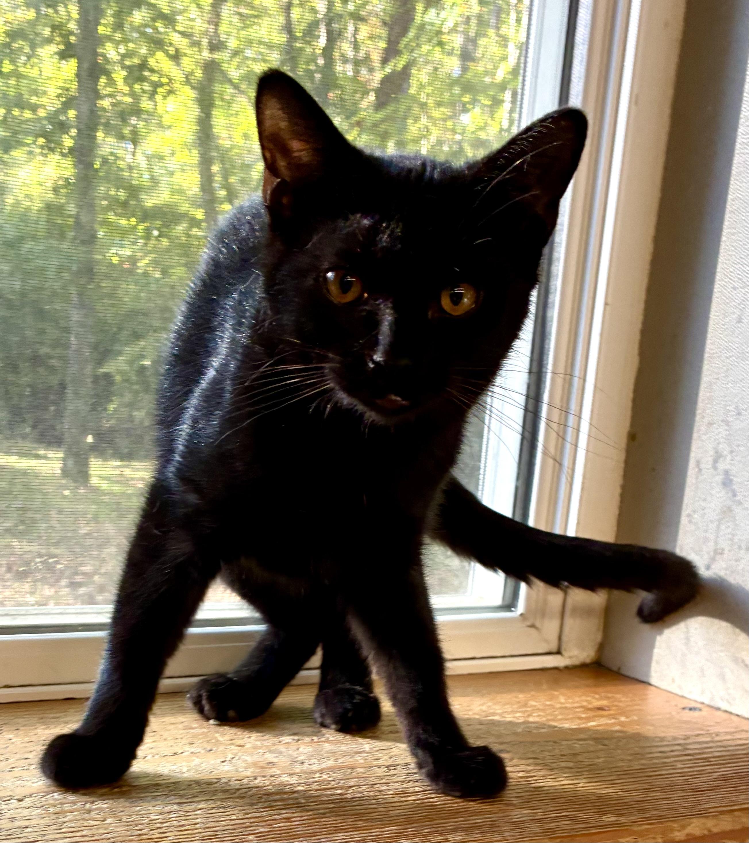 SNUGGLES, a Adoptable Domestic Short Hair in Louisa, KY image 2/2