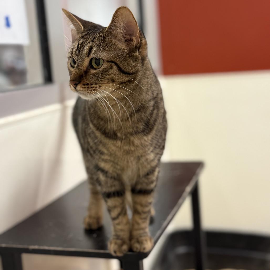 Coraline, Adoptable, Adult Female Domestic Short Hair.