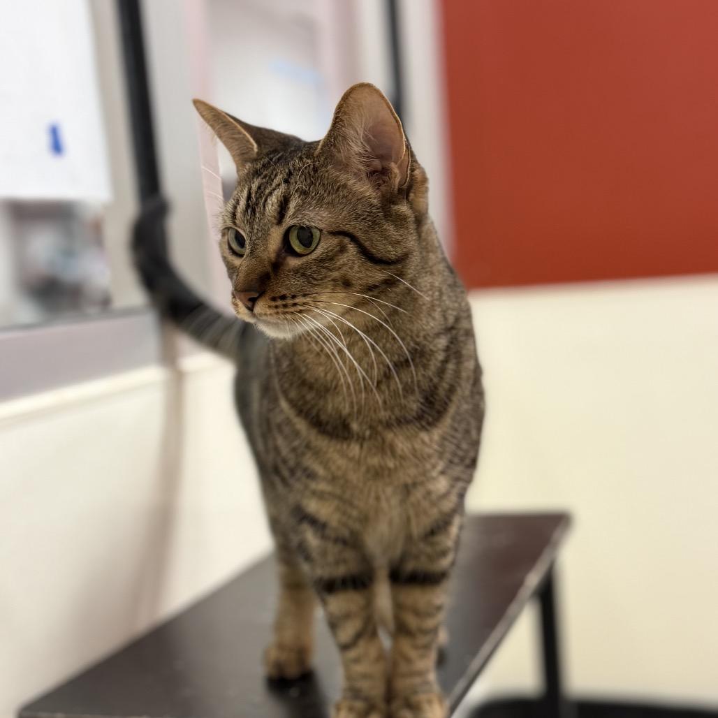 Enlarge Coraline, a Adoptable Domestic Short Hair in Chicago, IL image 2/3