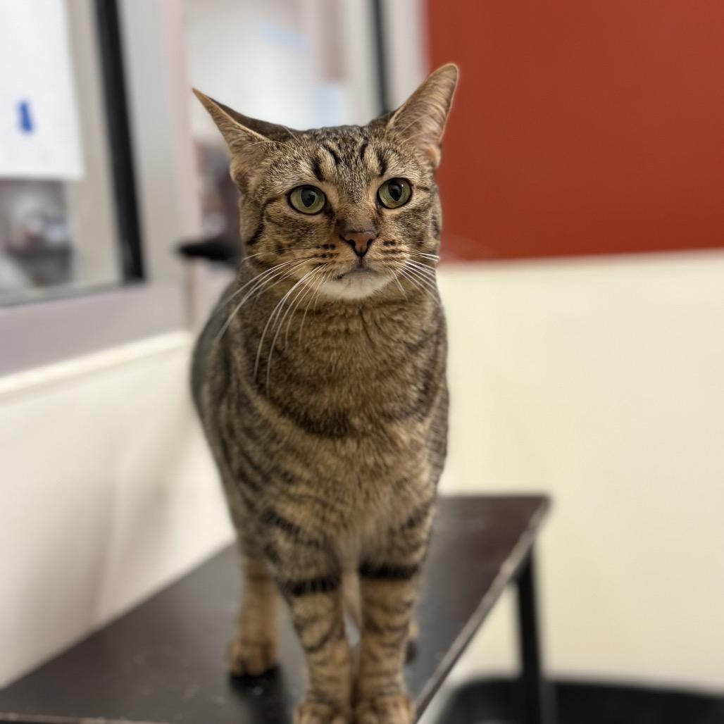 Enlarge Coraline, a Adoptable Domestic Short Hair in Chicago, IL image 3/3