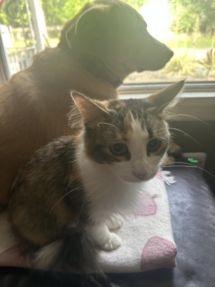 Barbie, Adoptable, Kitten Female Domestic Long Hair & Calico.