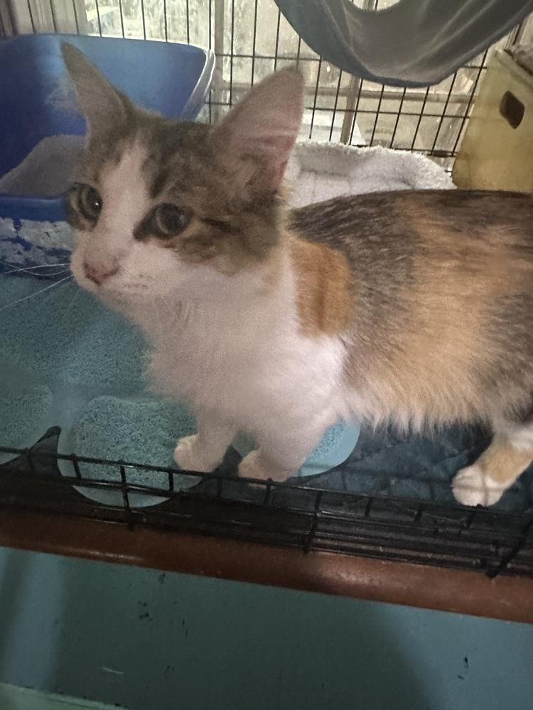 Enlarge Barbie, a Adoptable mixed breed in Little Rock, AR image 2/5