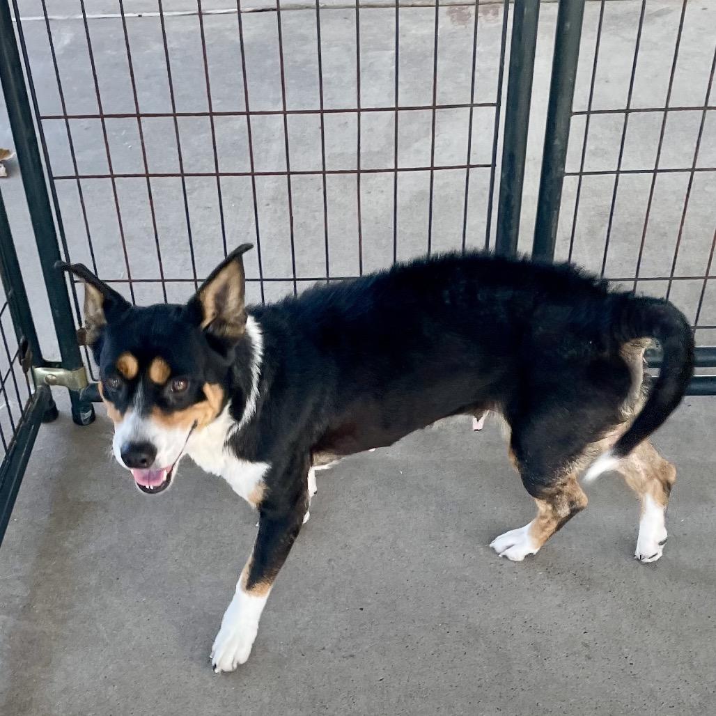 Enlarge Boots, a Adoptable mixed breed in Livingston, TX image 1/6