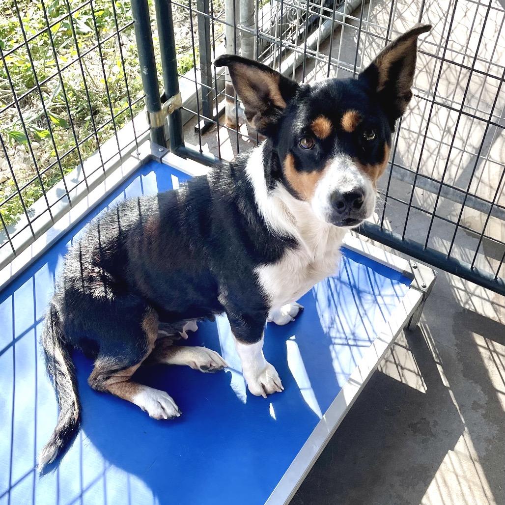 Enlarge Boots, a Adoptable mixed breed in Livingston, TX image 2/6
