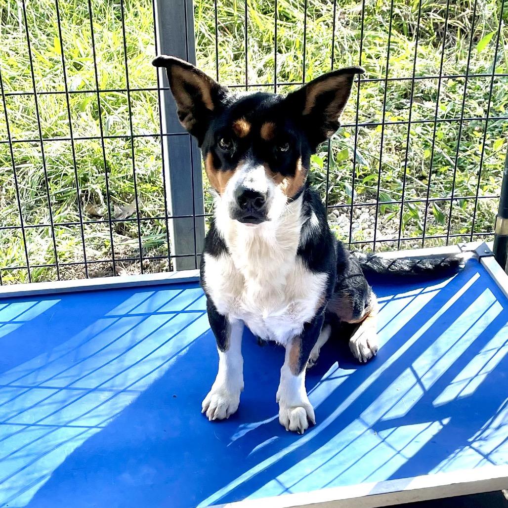 Enlarge Boots, a Adoptable mixed breed in Livingston, TX image 5/6