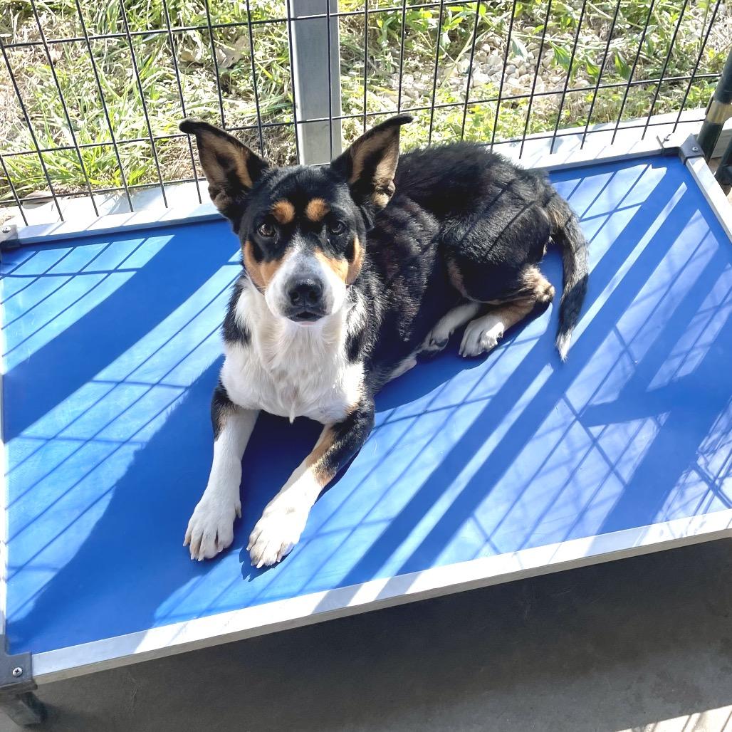 Enlarge Boots, a Adoptable mixed breed in Livingston, TX image 6/6