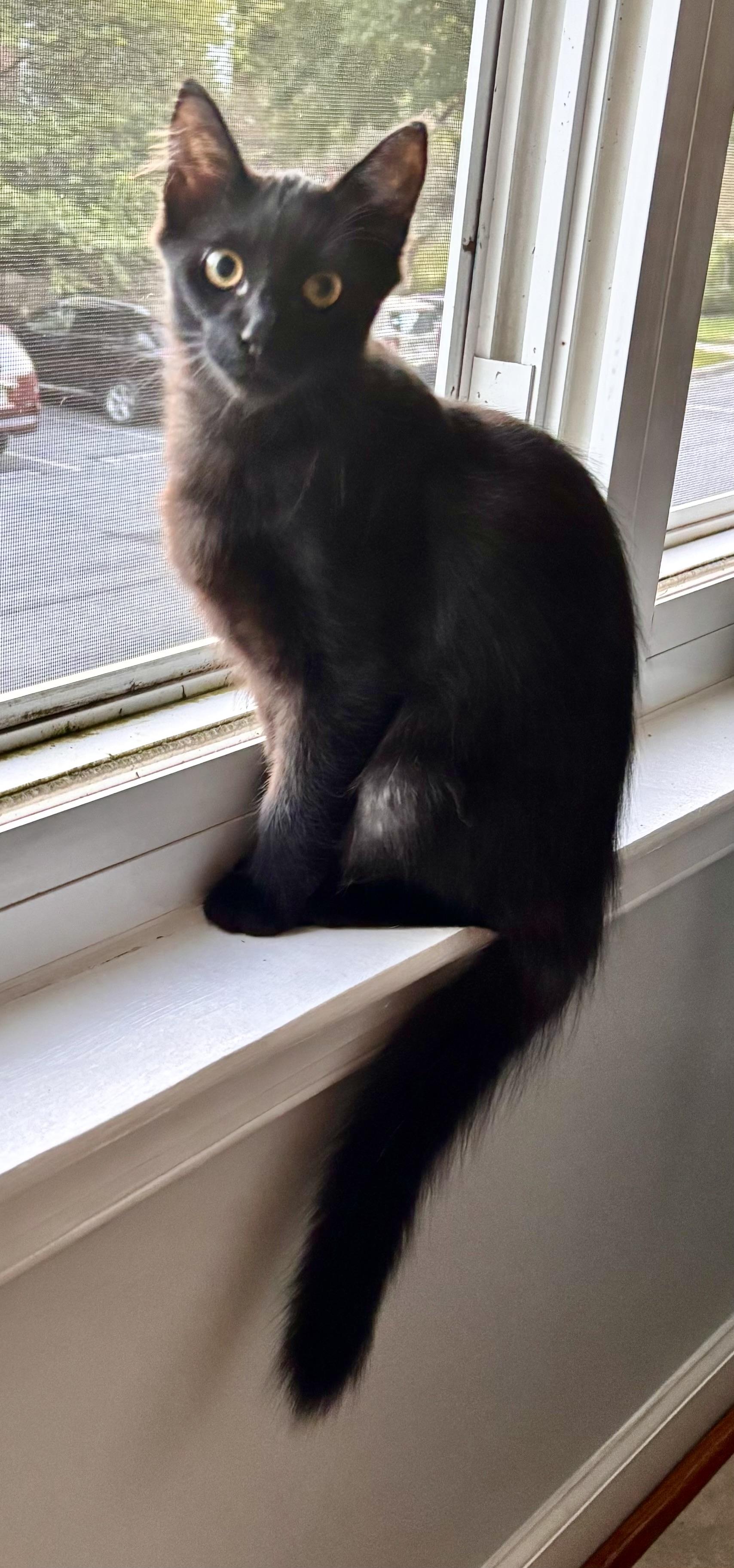 Enlarge Noodle, a Adoptable Domestic Medium Hair in Frederick, MD image 1/3
