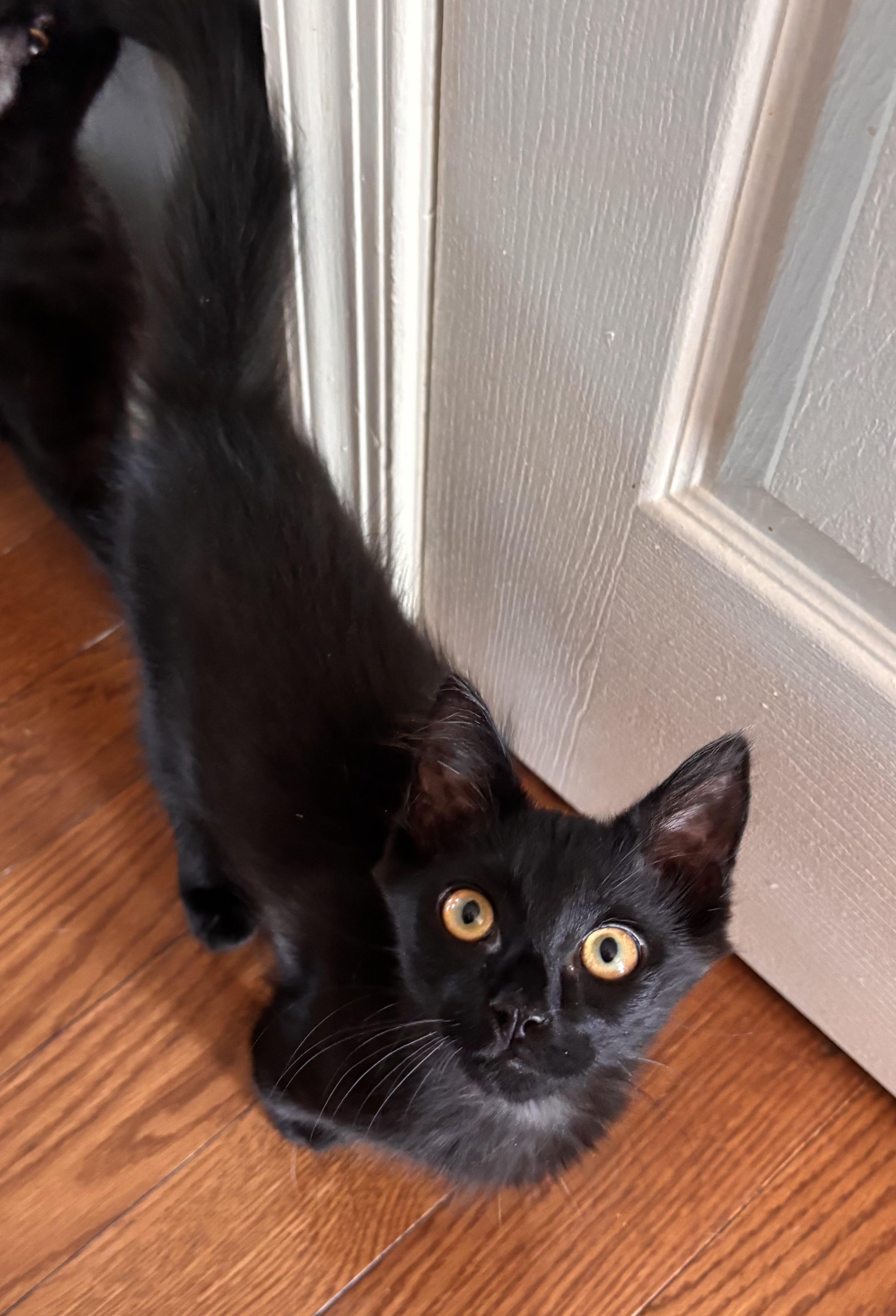 Enlarge Noodle, a Adoptable Domestic Medium Hair in Frederick, MD image 2/3