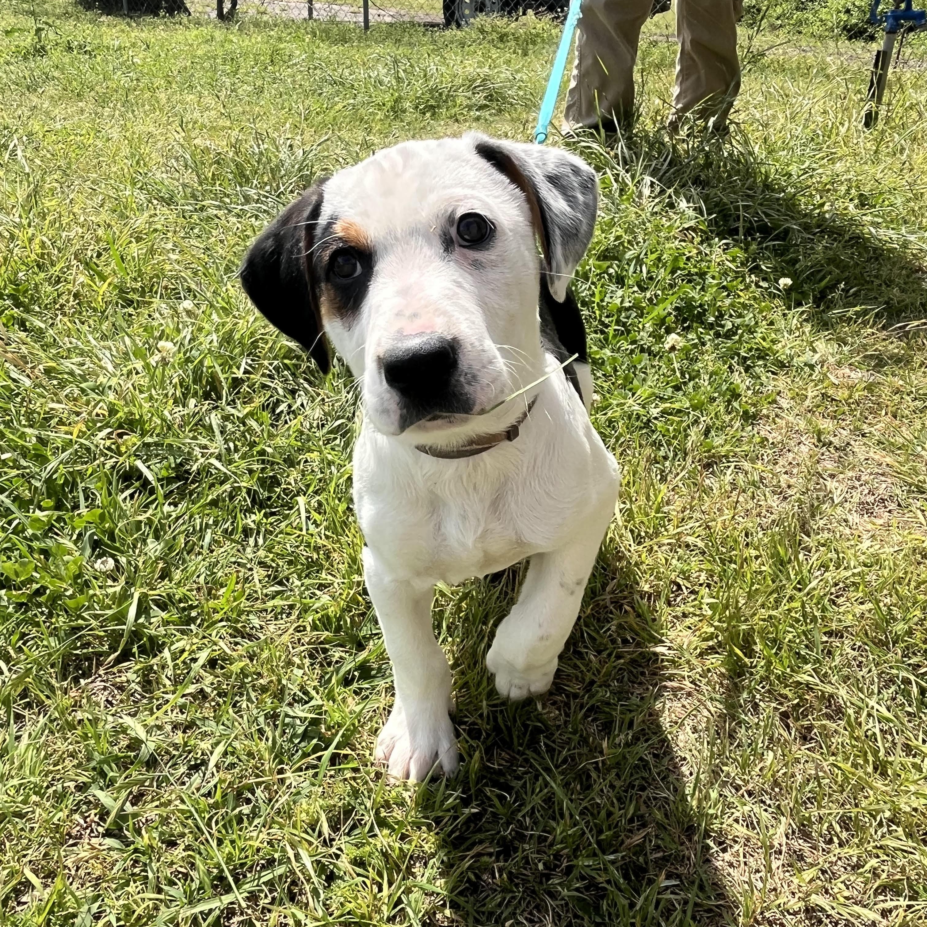 PONGO, an adopted mixed breed in Chicopee, MA image 2/4