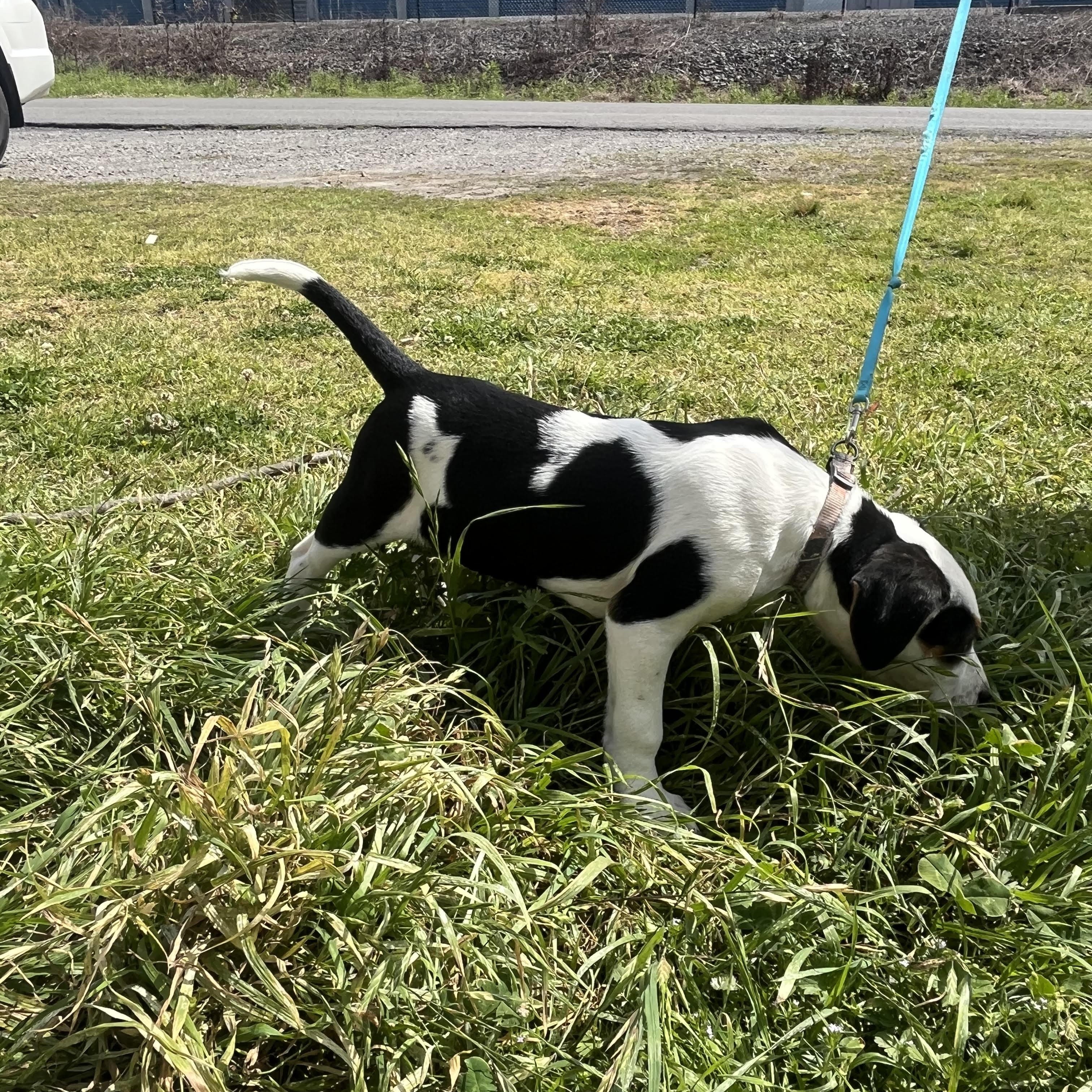 PONGO, an adopted mixed breed in Chicopee, MA image 4/4