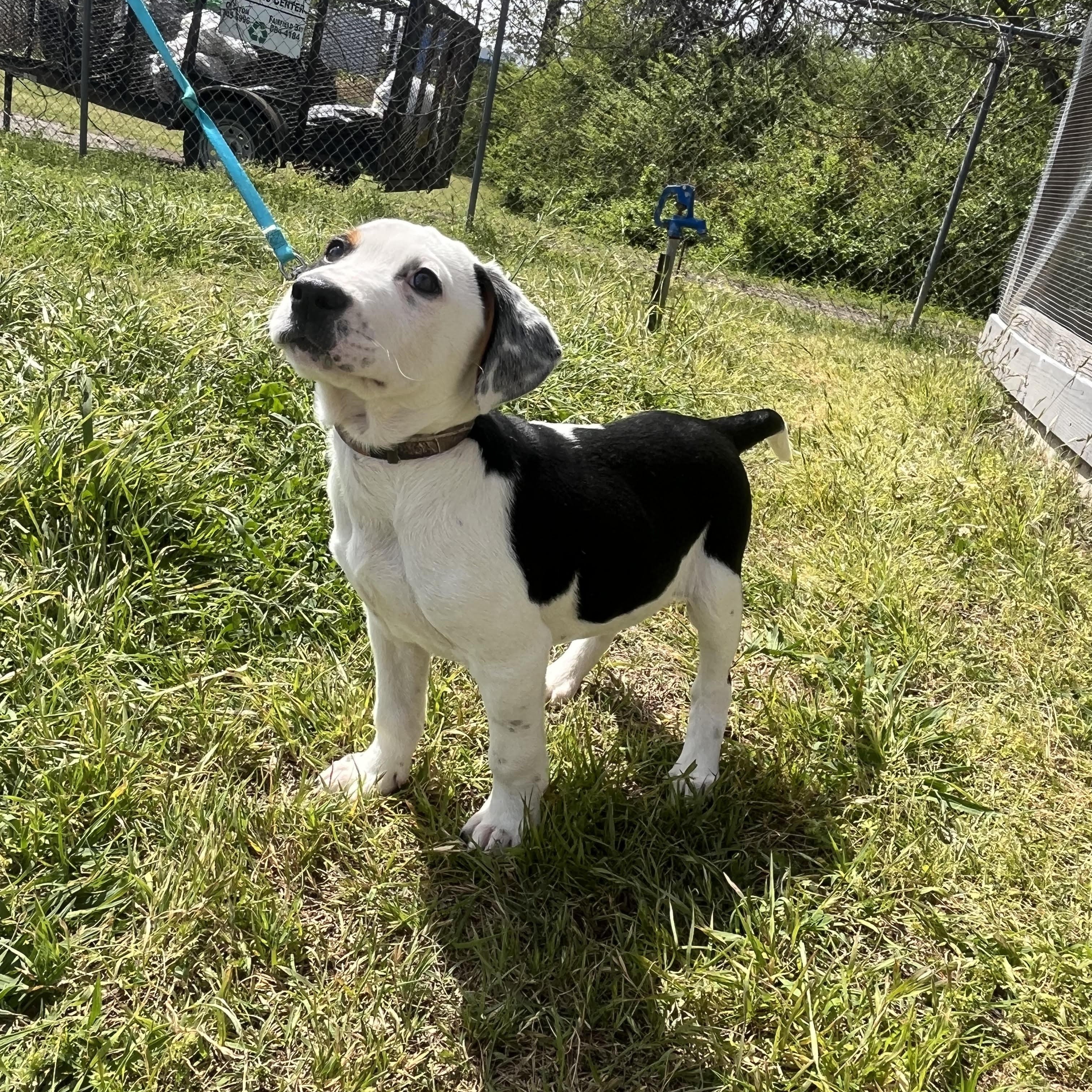 PONGO, an adopted mixed breed in Chicopee, MA image 3/4