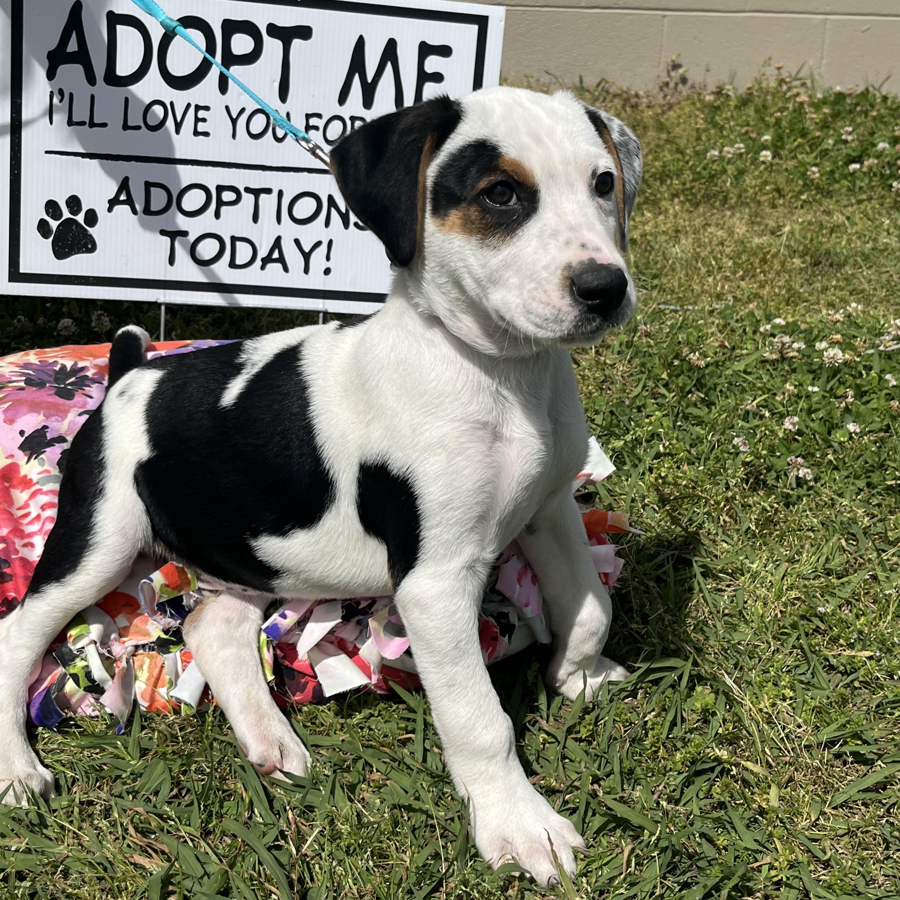 PONGO, adopted, Young Male Basset Hound & Terrier.