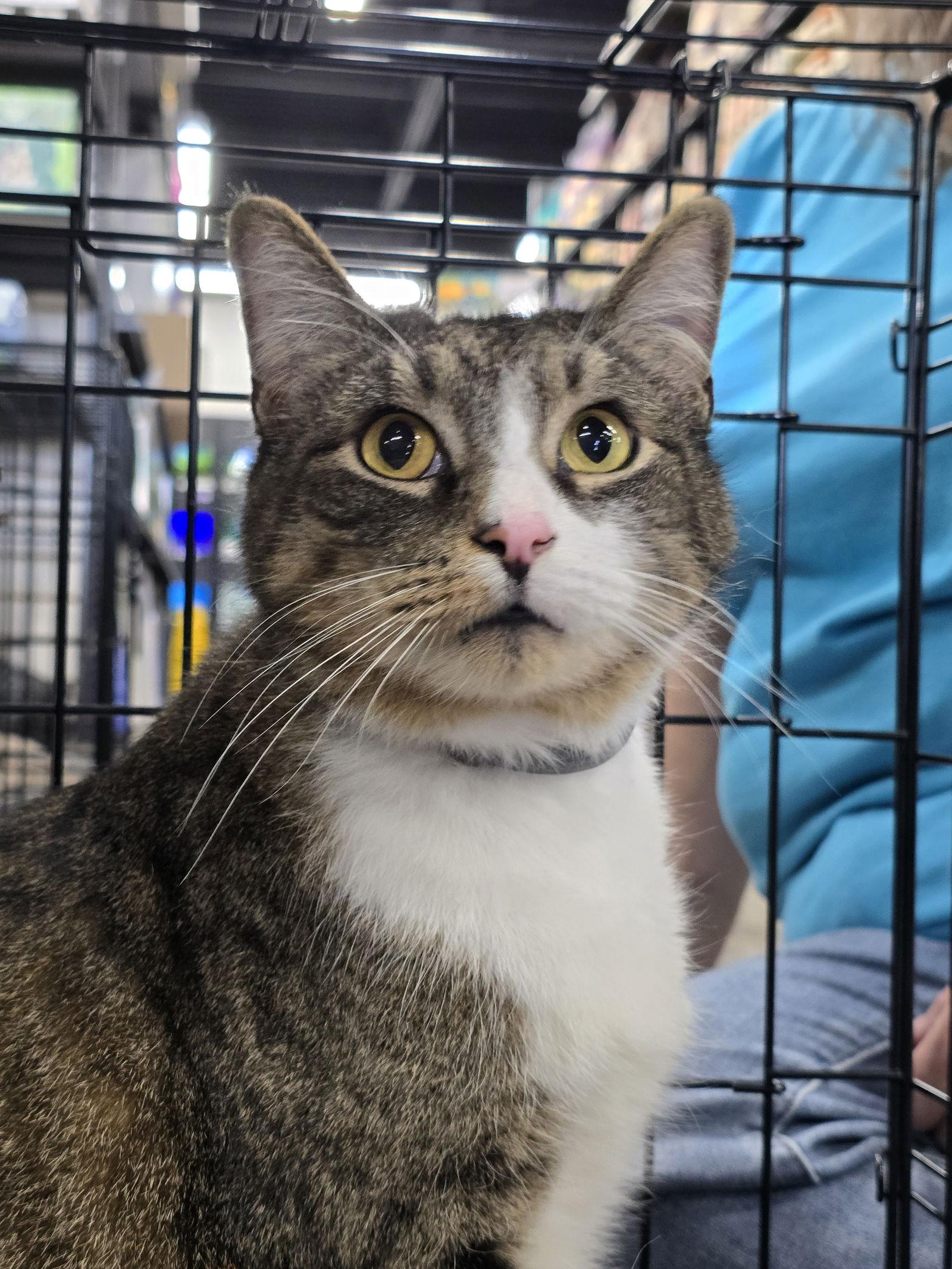Moose, Adoptable, Adult Male Tabby.