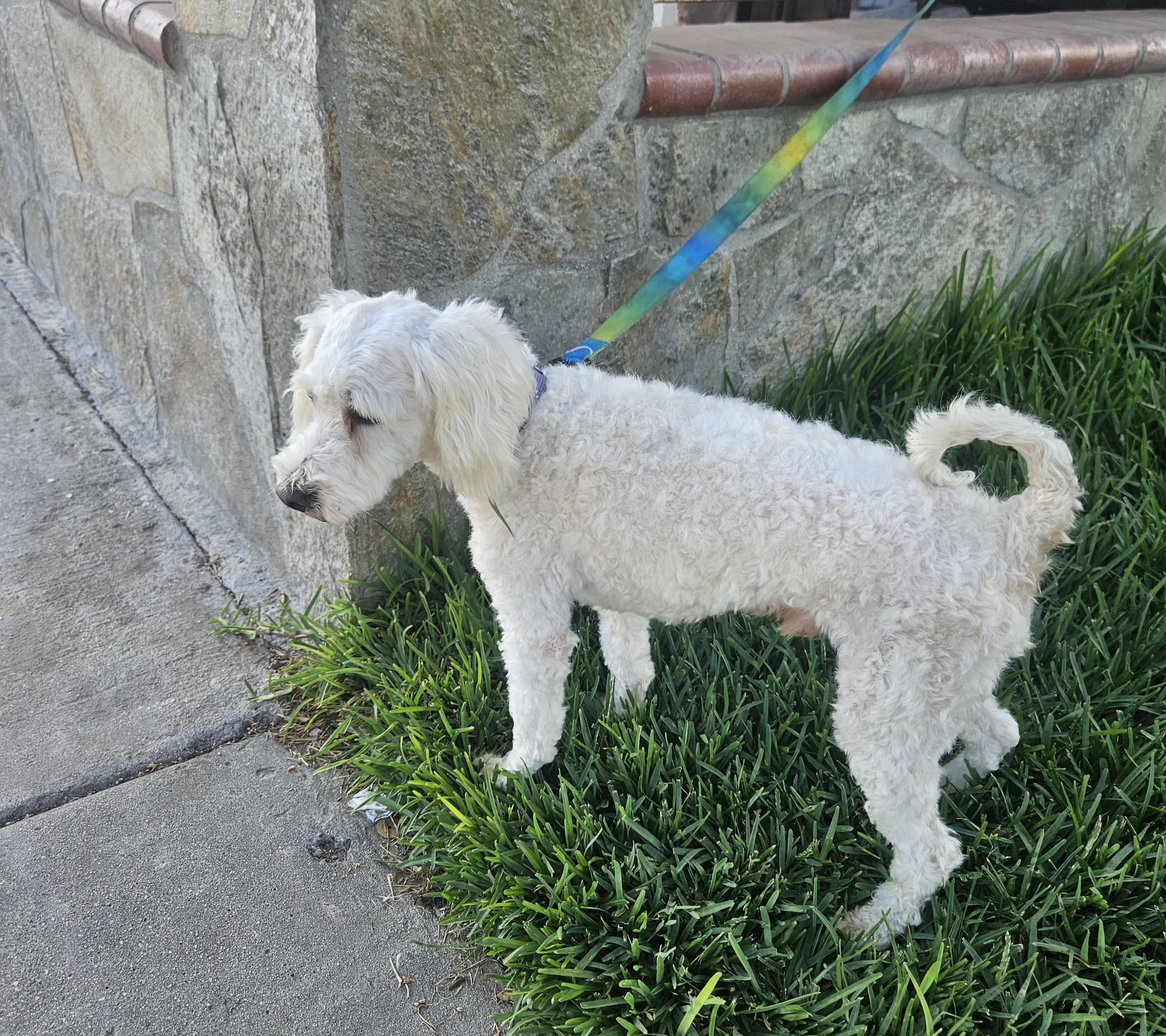 Coco, Adoptable, Adult Male Maltipoo.
