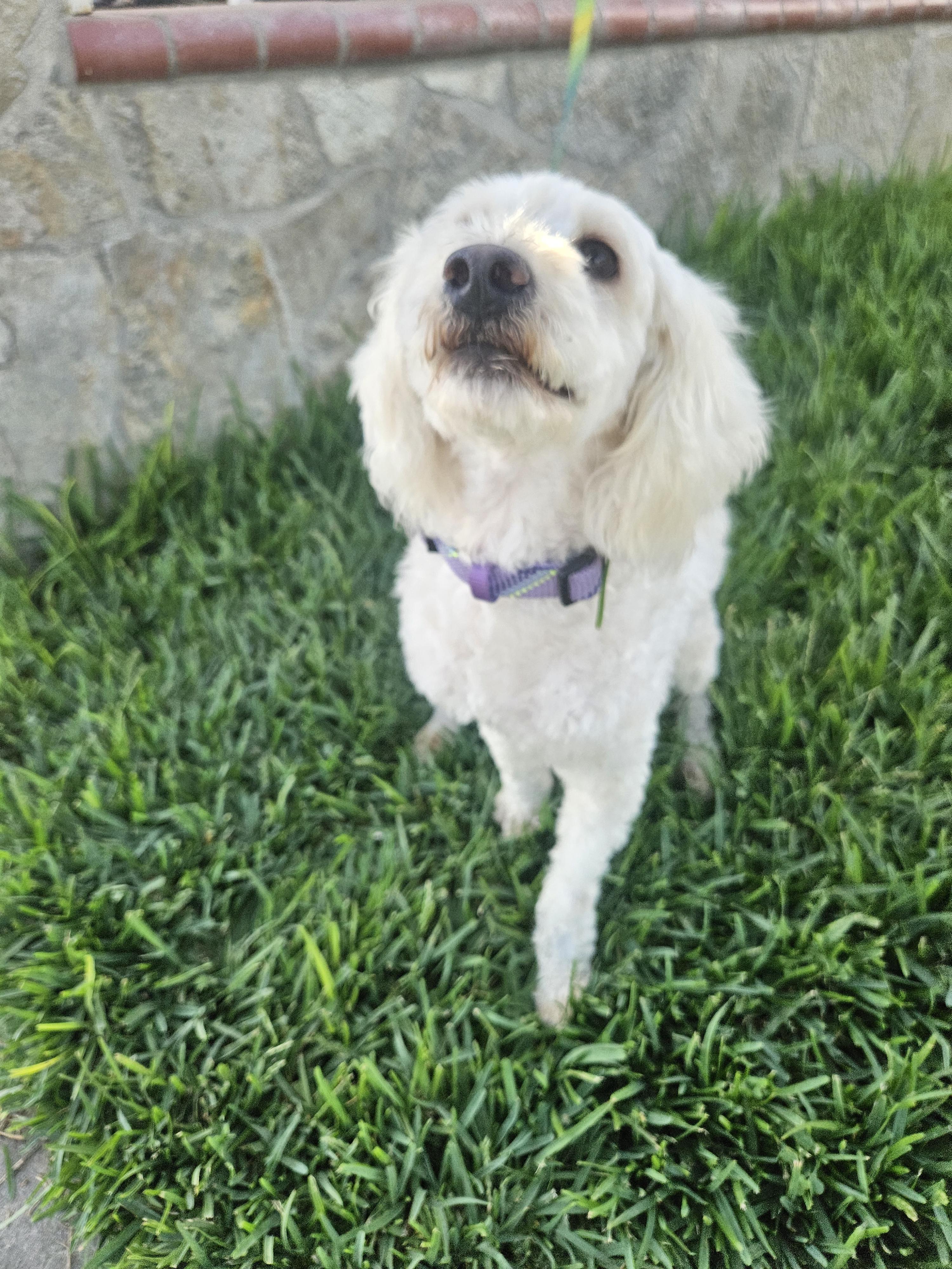 Enlarge Coco, a Adoptable mixed breed in Los Angeles, CA image 5/5