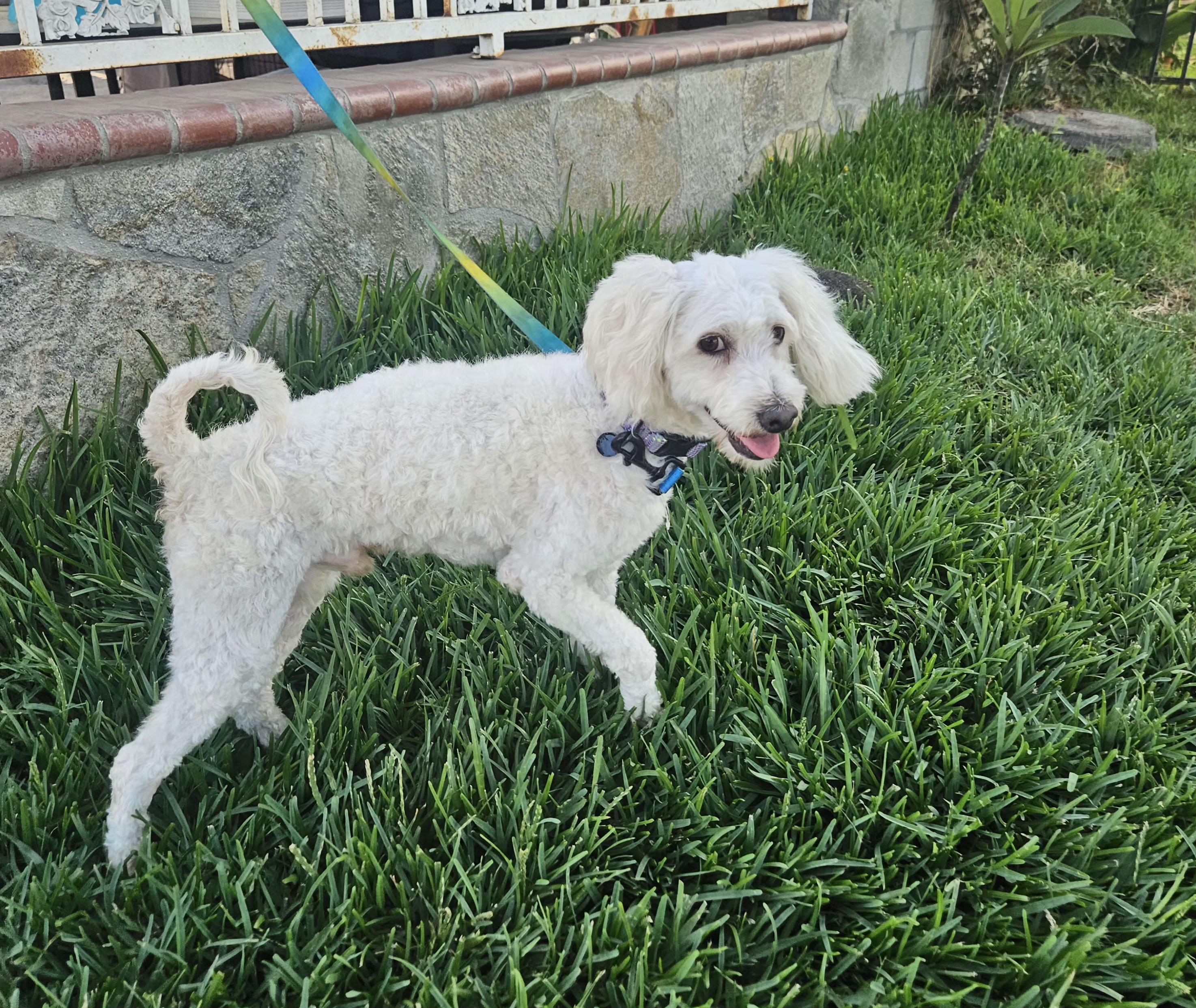Enlarge Coco, a Adoptable mixed breed in Los Angeles, CA image 2/5