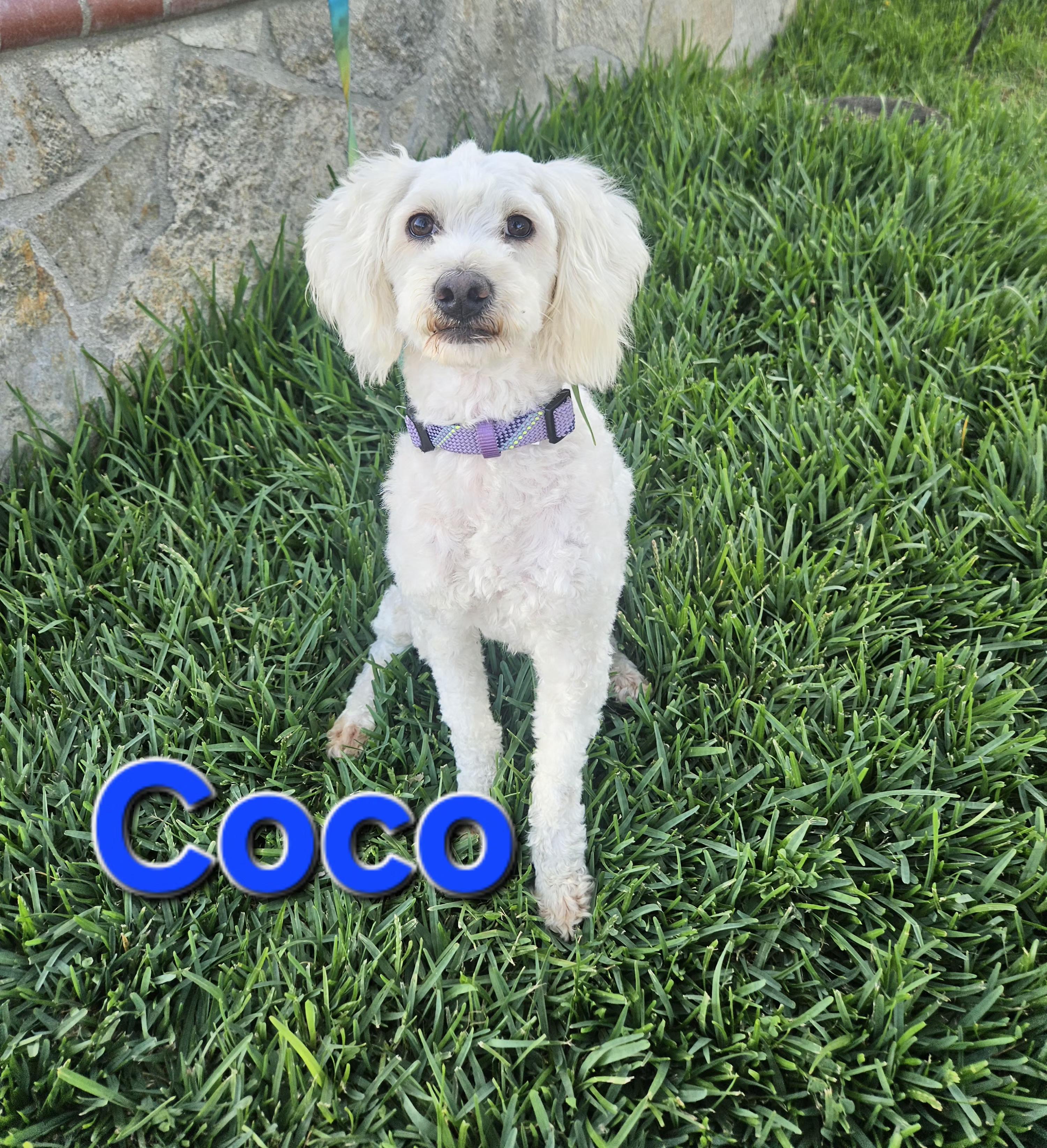 Enlarge Coco, a Adoptable mixed breed in Los Angeles, CA image 4/5