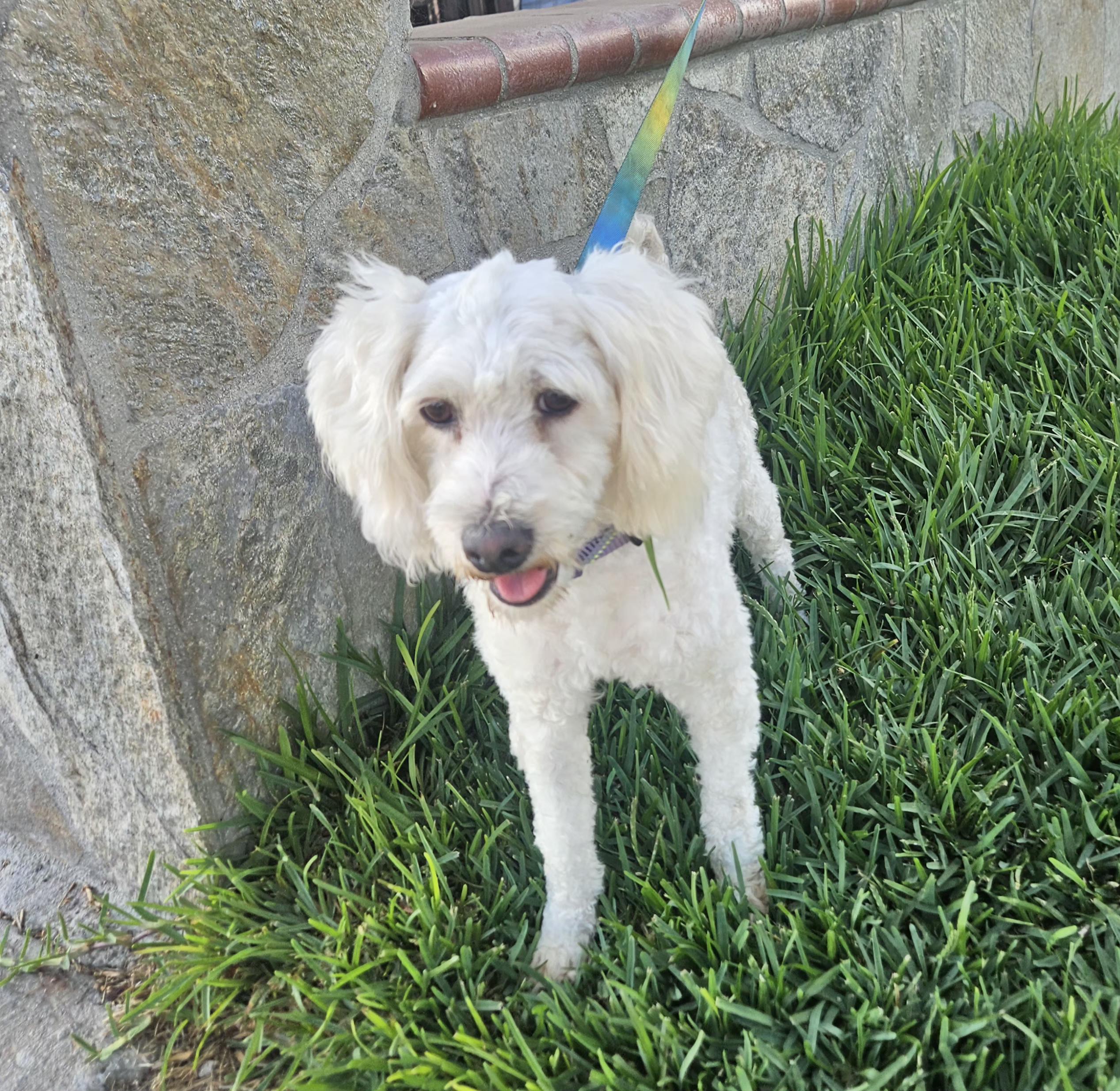 Enlarge Coco, a Adoptable mixed breed in Los Angeles, CA image 3/5