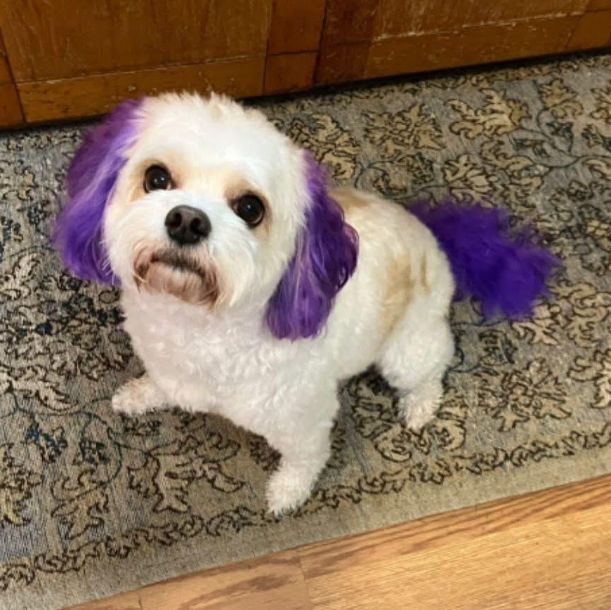 Molly, a ADOPTABLE mixed breed in Milwaukee, WI image 1/6