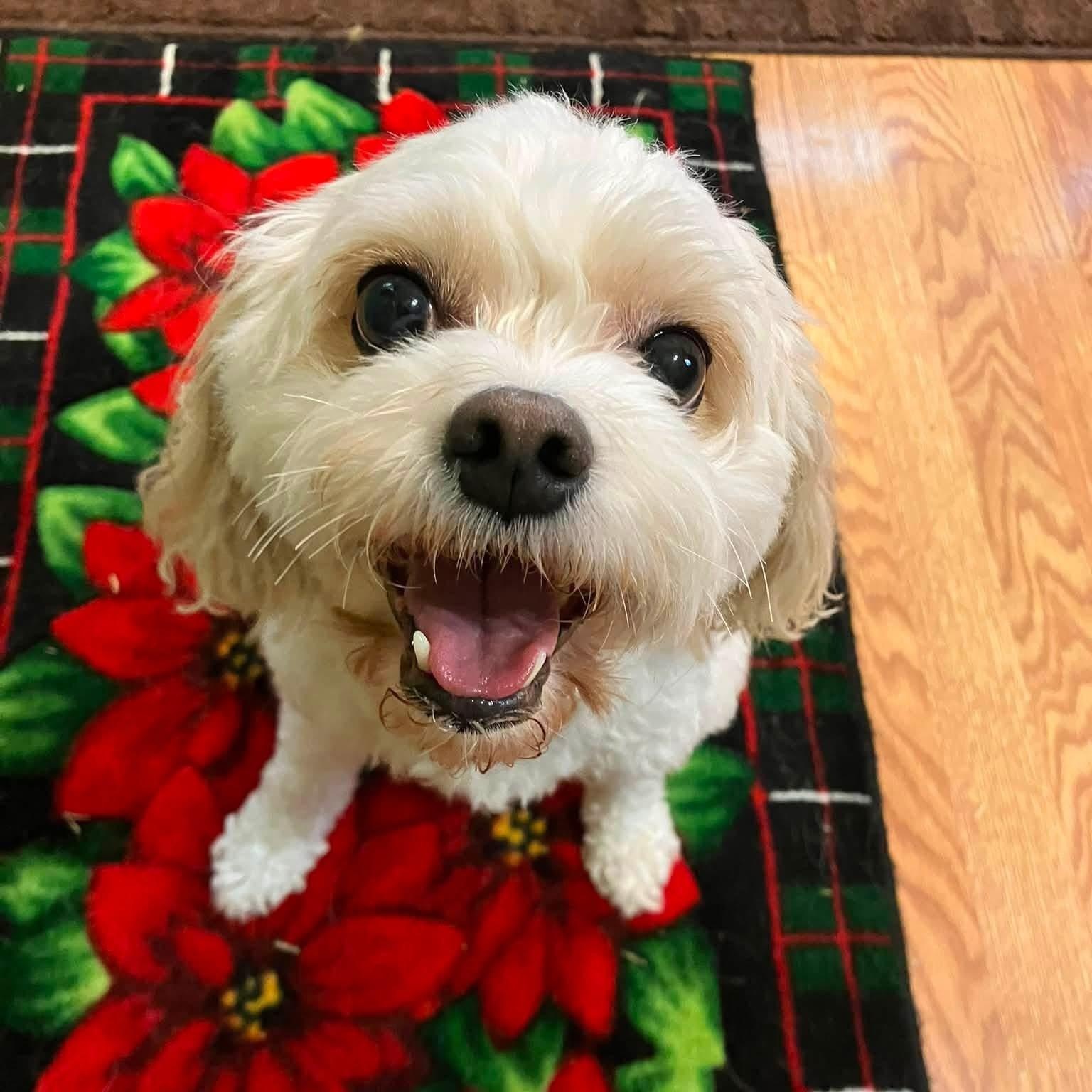 Molly, a ADOPTABLE mixed breed in Milwaukee, WI image 4/6