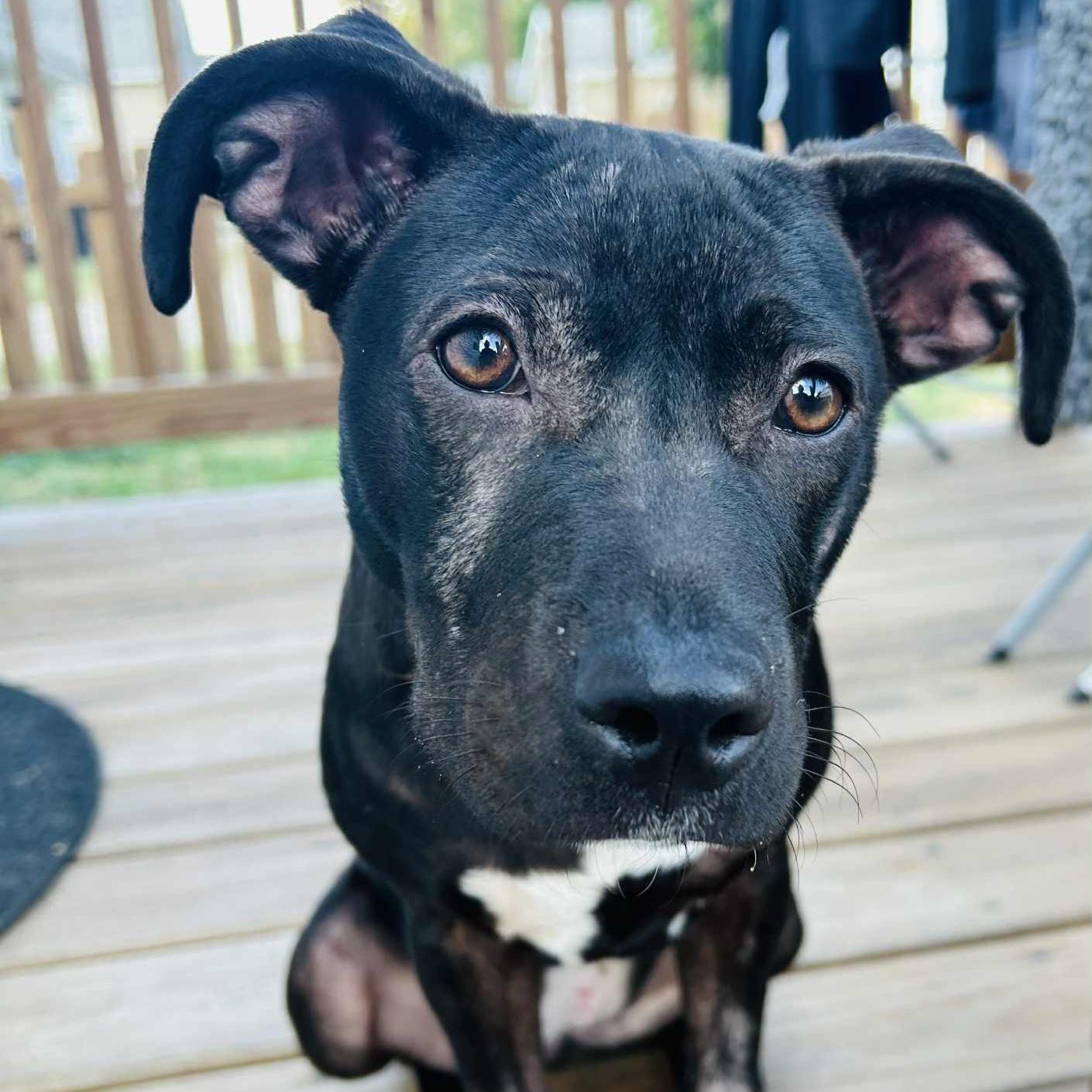 Enlarge Boo, a Adoptable mixed breed in Normal, IL image 5/6